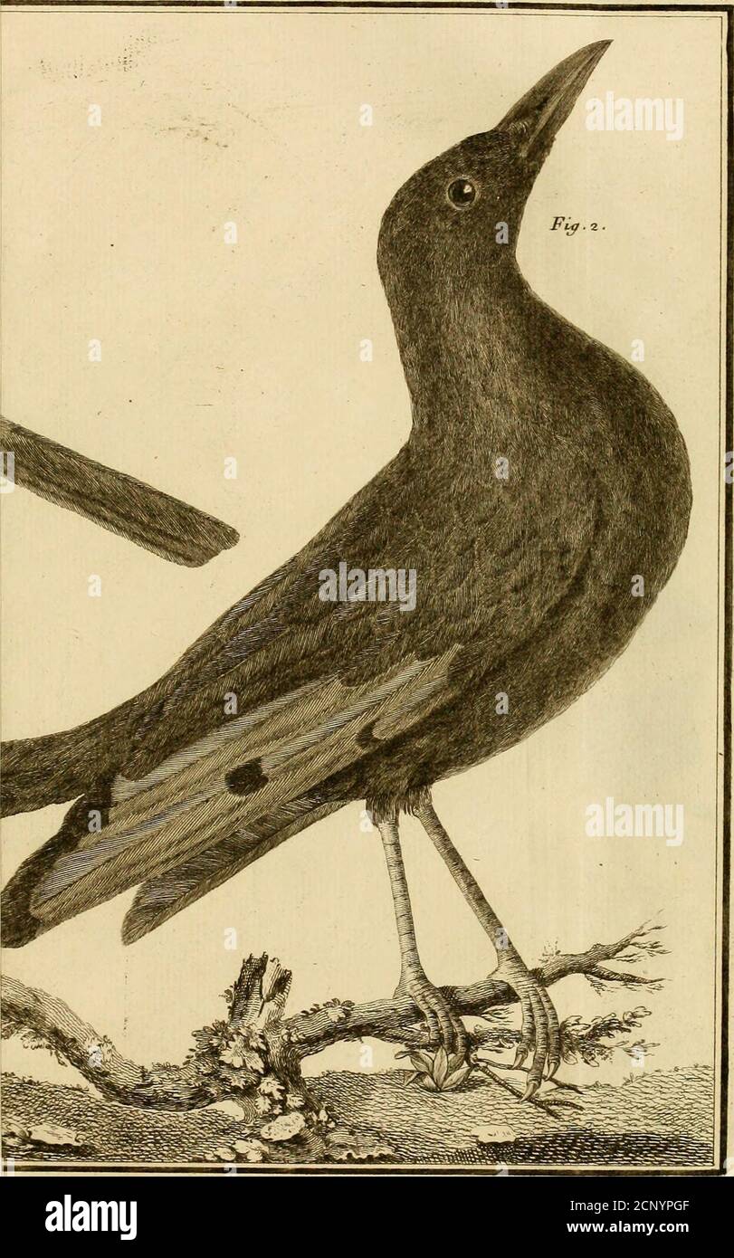 Page 2 Mayar High Resolution Stock Photography And Images Alamy