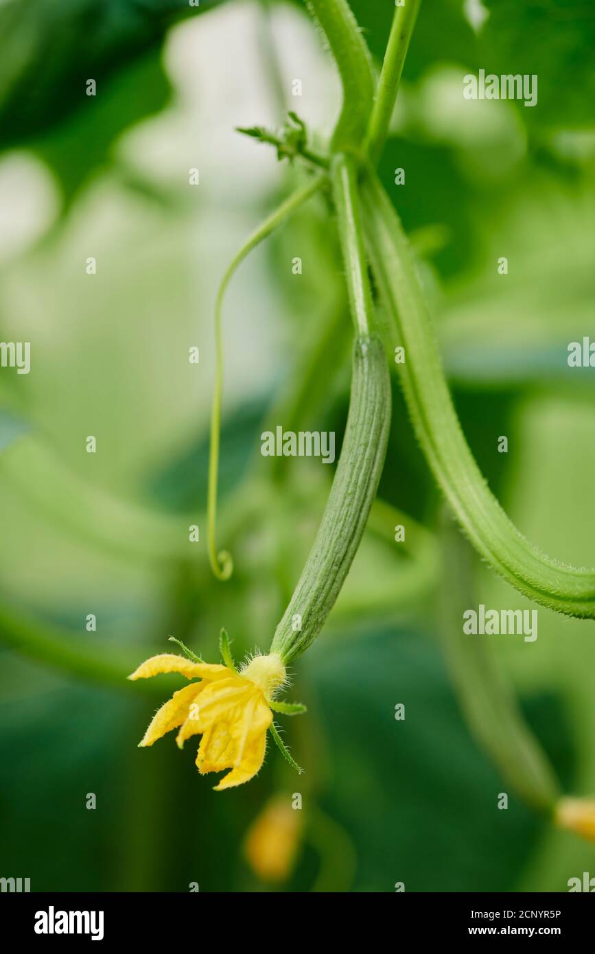 Cucumber fruit growing hi-res stock photography and images - Alamy