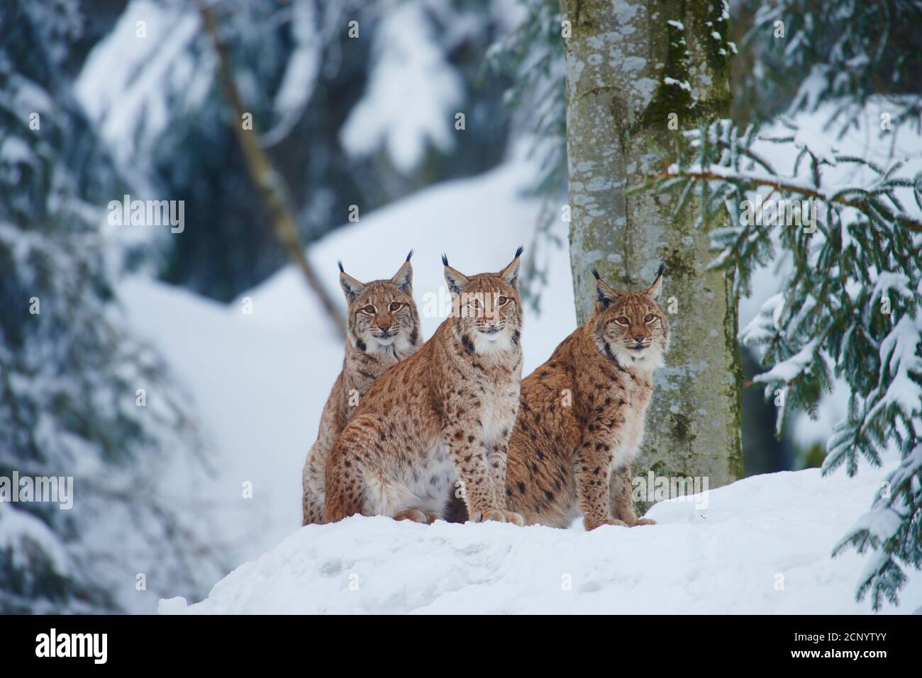 Eurasian lynx (Lynx lynx), frontal, sitting, looking camera Stock Photo
