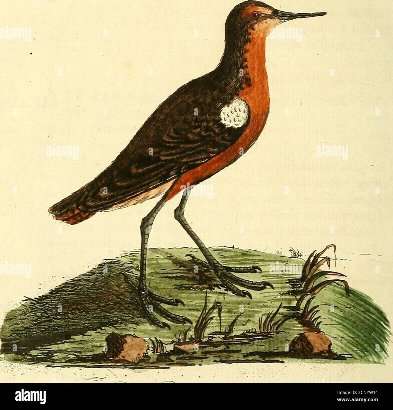 . A general synopsis of birds . RIFLE bigger than the Purre: length ...