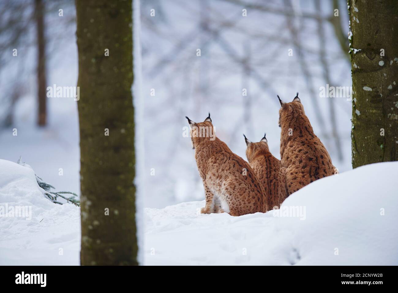 Eurasian lynx (Lynx lynx), forest, sitting Stock Photo