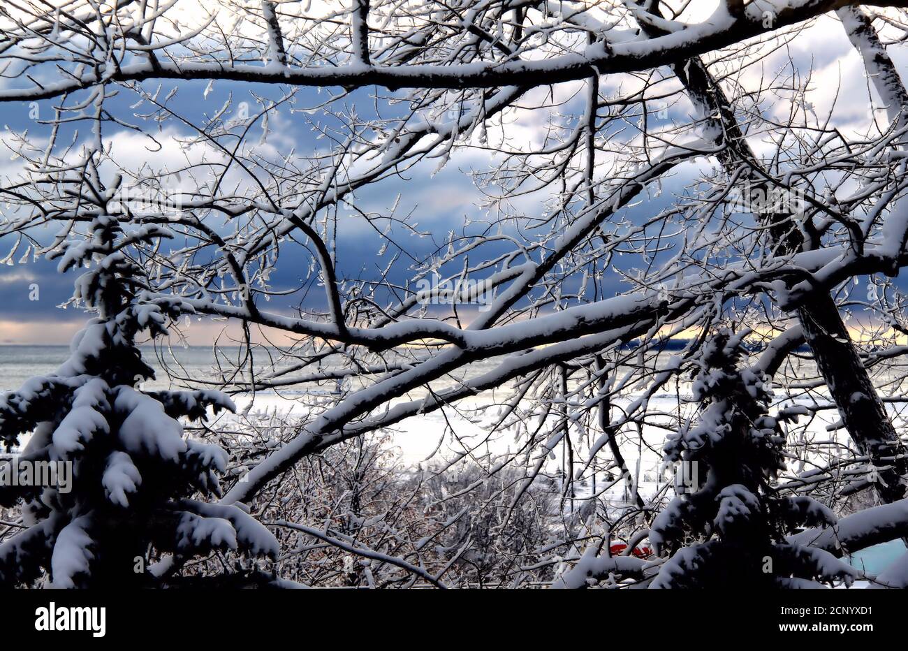 Northern Ontario in winter with snow and ice covered branches and trees and Lake Superior. Stock Photo