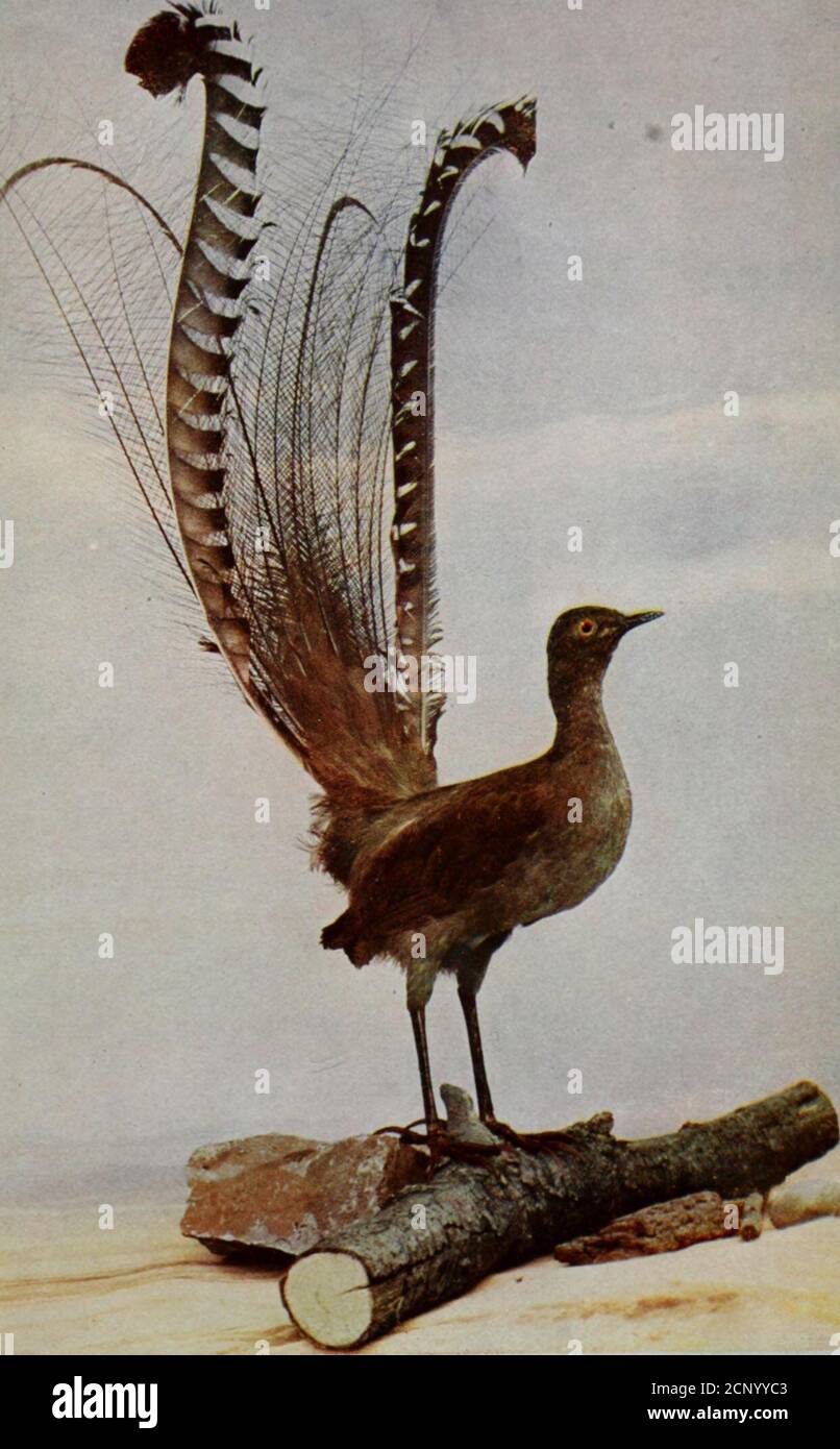 . www.flickr.com/photos/internetarchivebookimages/tags/book... . (Alredo ispidaj A. U. MumrcirH, Chicago.. LYRE BIKI&gt;. HO, CMiC^GO FAMOUS FOREIGN BIRDS 473 quickly away, often uttering a feeble seep, seep as hegoes. The nest is said to be made of the fish bones ejected bythe bird, while the real facts are that they not only nest, butroost, in holes, and it must follow that vast quantities ofrejected fish bones accumulate, and on these the eggs areof necessity laid. These eggs are very beautiful objects, being of a deeppinkish hue, usually six in number. The food of the kingfisher is not com Stock Photo