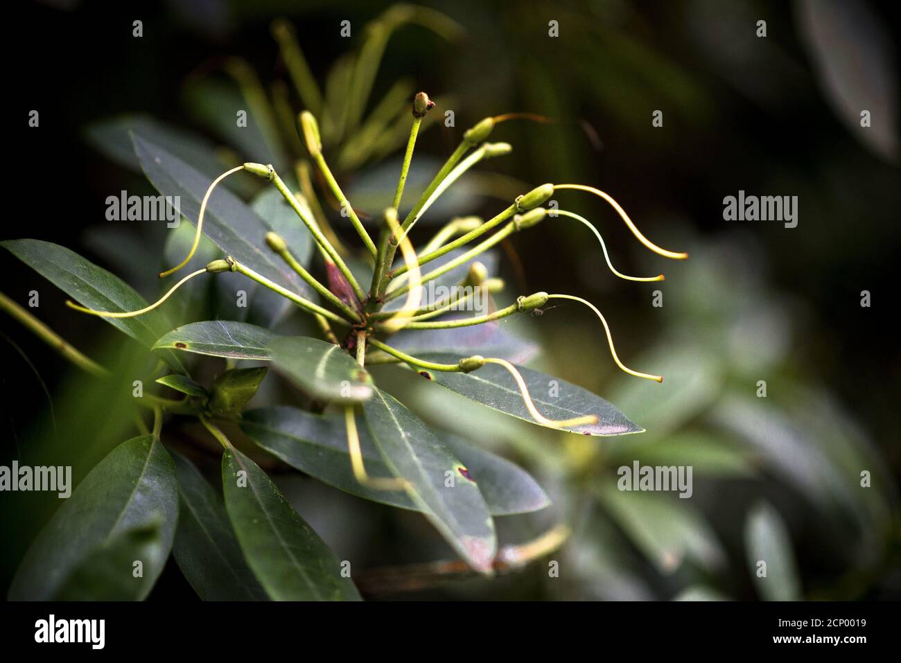 Closeup of a Pavetta oliveriana Hiern plant Stock Photo