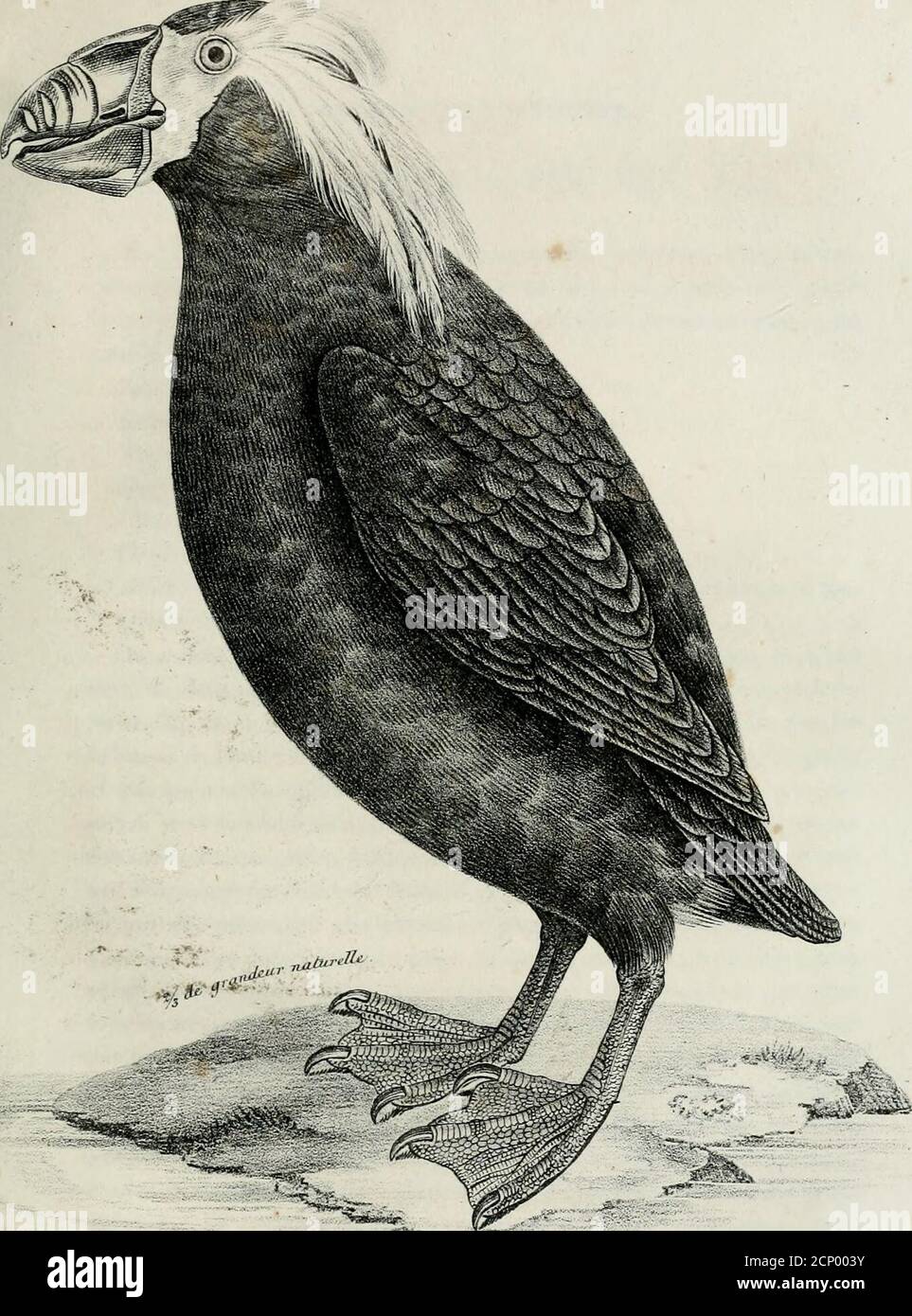 La Galerie Des Oiseaux . I Les Rencontrent, Quand Le Temps Est Bru-Meux ,  Peuvent Être À Peu Près Certains Quils Nen Sont Quà Cette Distance.les  Naturels Se Font Un Ornement