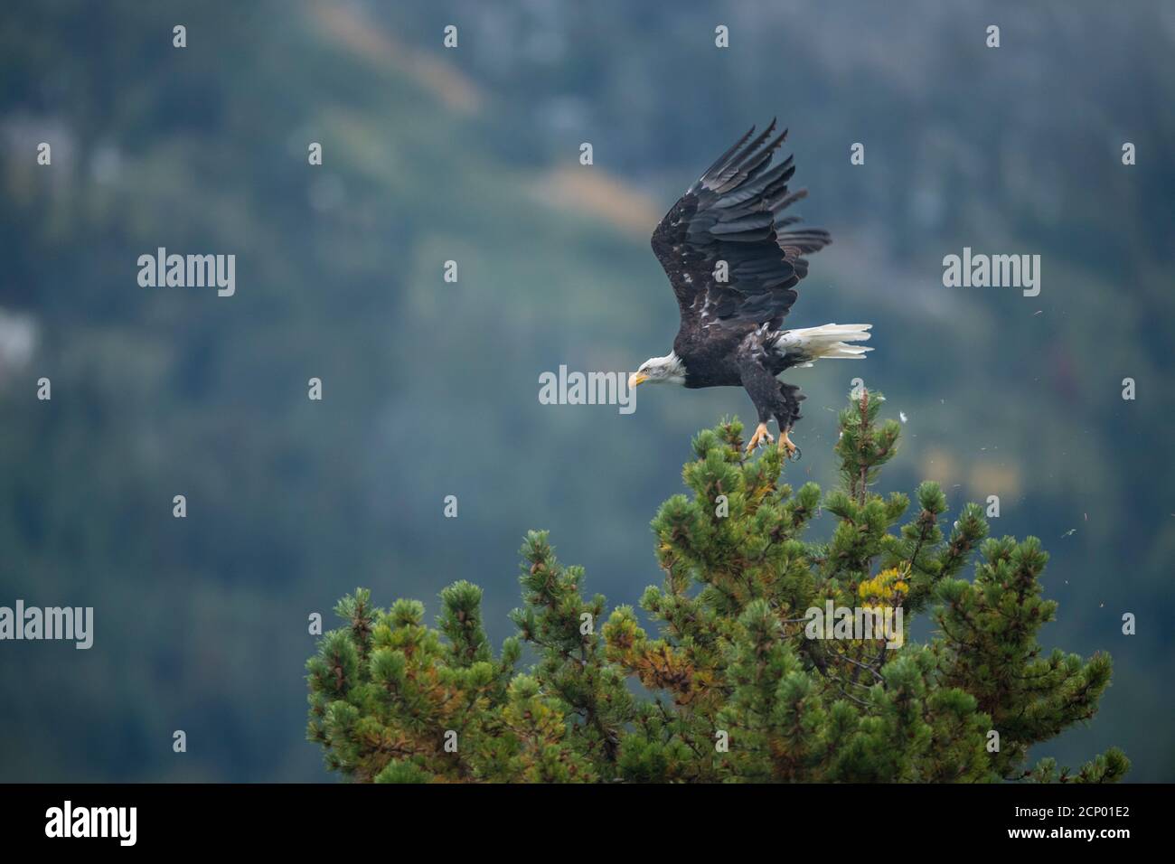 Bald eagle (Haliaeetus leucocephalus) Adult, Chilcotin Wilderness, BC Interior, Canada Stock Photo