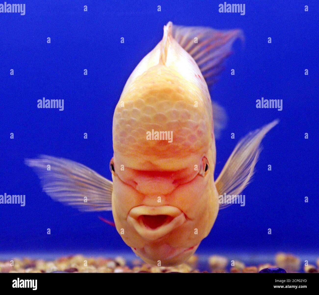 Featured image of post Cartoon Fish With Big Forehead