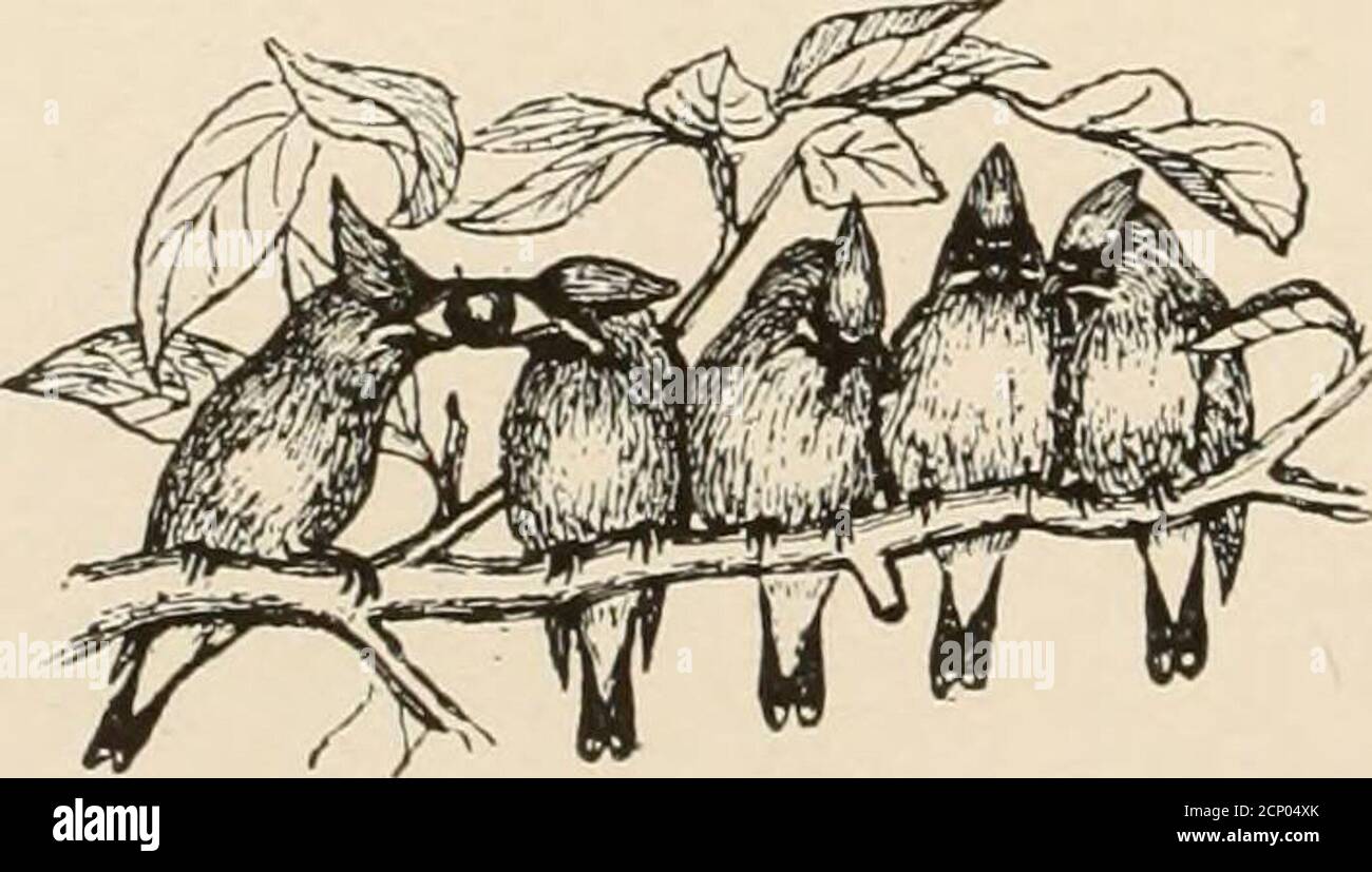 Six birds in a row hi-res stock photography and images - Alamy