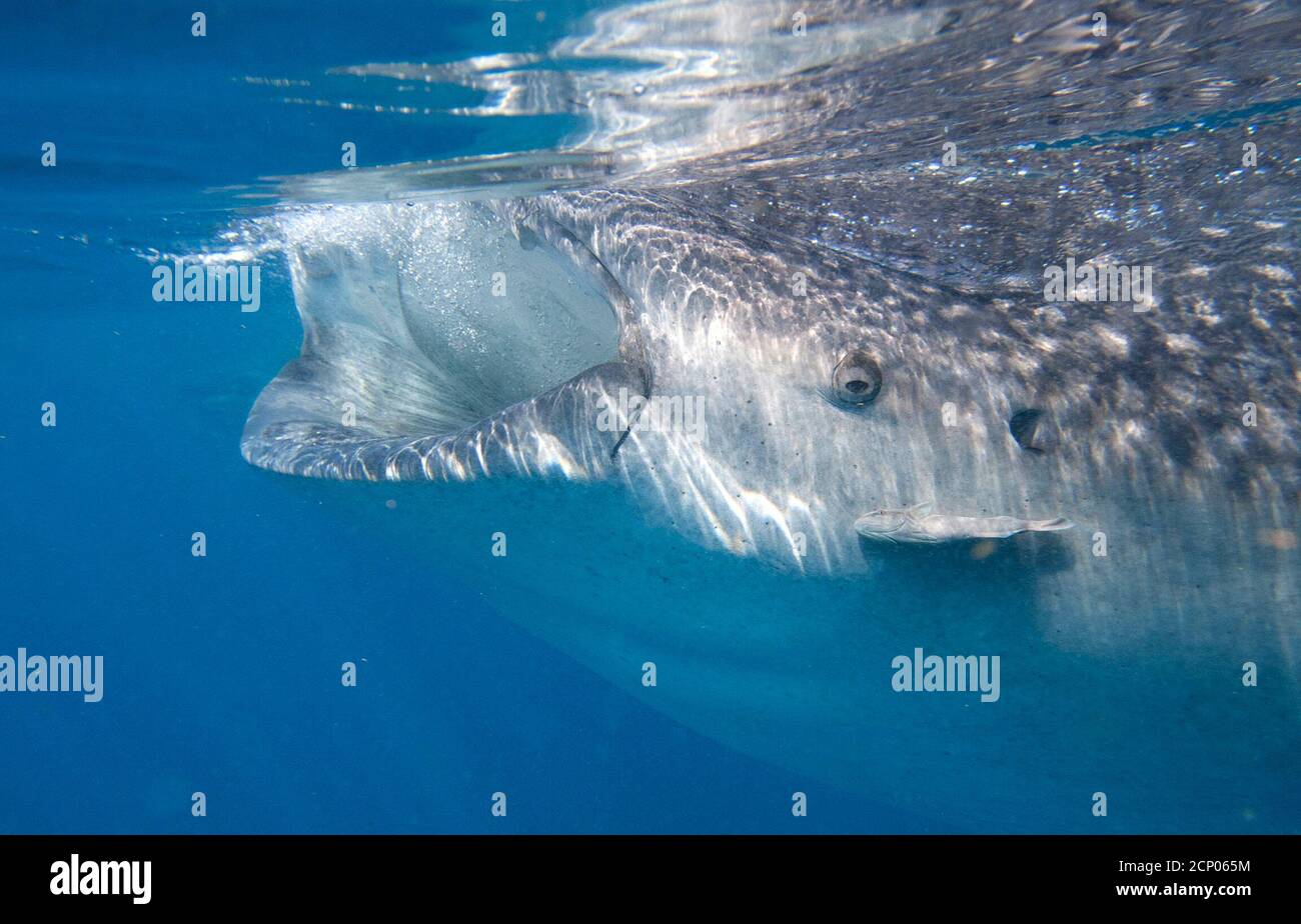A whale shark (Rhincodon typus) swims in the Caribbean Sea in Isla Mujeres July 14, 2011.The Whale Shark Annual Festival has been taking place in Isla Mujeres since 2008 to promote eco-tourism and the conservation of this species considered vulnerable under the The IUCN Red List of Threatened Species. REUTERS/Victor Ruiz Garcia (MEXICO - Tags: SOCIETY ANIMALS) Stock Photo