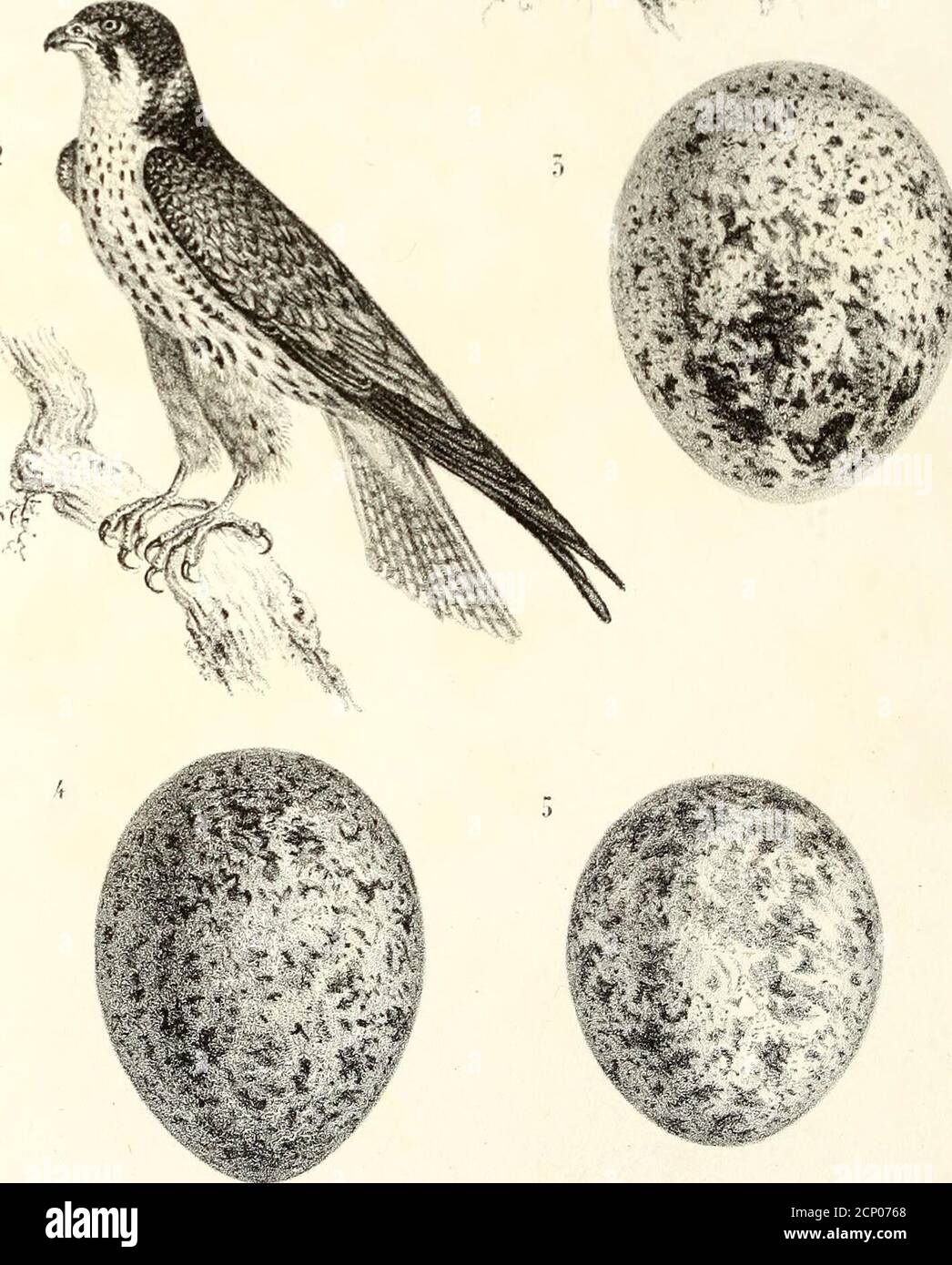 . Ornithologie de la Savoie, ou, Histoire des oiseaux : qui vivent en Savoie a l'état sauvage soit constamment, soit passagèrement . .;:M::^V. Lith. J.Peri-inLibr.Edil. à Chambéry. 1 Faucon Einérillon, »z&lt;?//? adulte; A gr. nal.; P. 5 k. 2 Faucon Hobereau, «/«?/? adulte ■ t pr. nal.; P. 50. 3 Œzi/ae 2esp ee e : or. zia t. 4 Œuf de Fa u c or Cr e § s er el le ,ûr. nal. 5 Œuf de Faucon Cresserellette; or. nal. J.Wernei- cUl. DE LA SAVOIE. 51 jaunes. Liris dun brun rougeâtre. La taille est de31 cent. Les vieilles femelles ont environ 4 cent, de plus.Dun brun noirâtre en dessus, dun brun pâle e Stock Photo