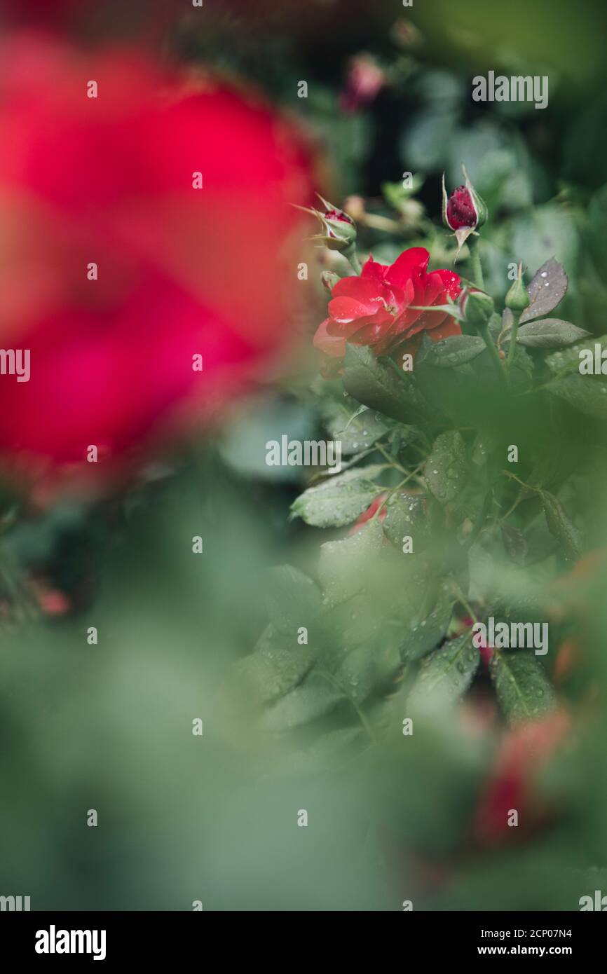 Wet red roses hi-res stock photography and images - Alamy