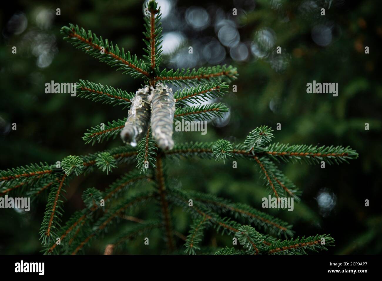 Spruce, spruce cones, resin, Stock Photo