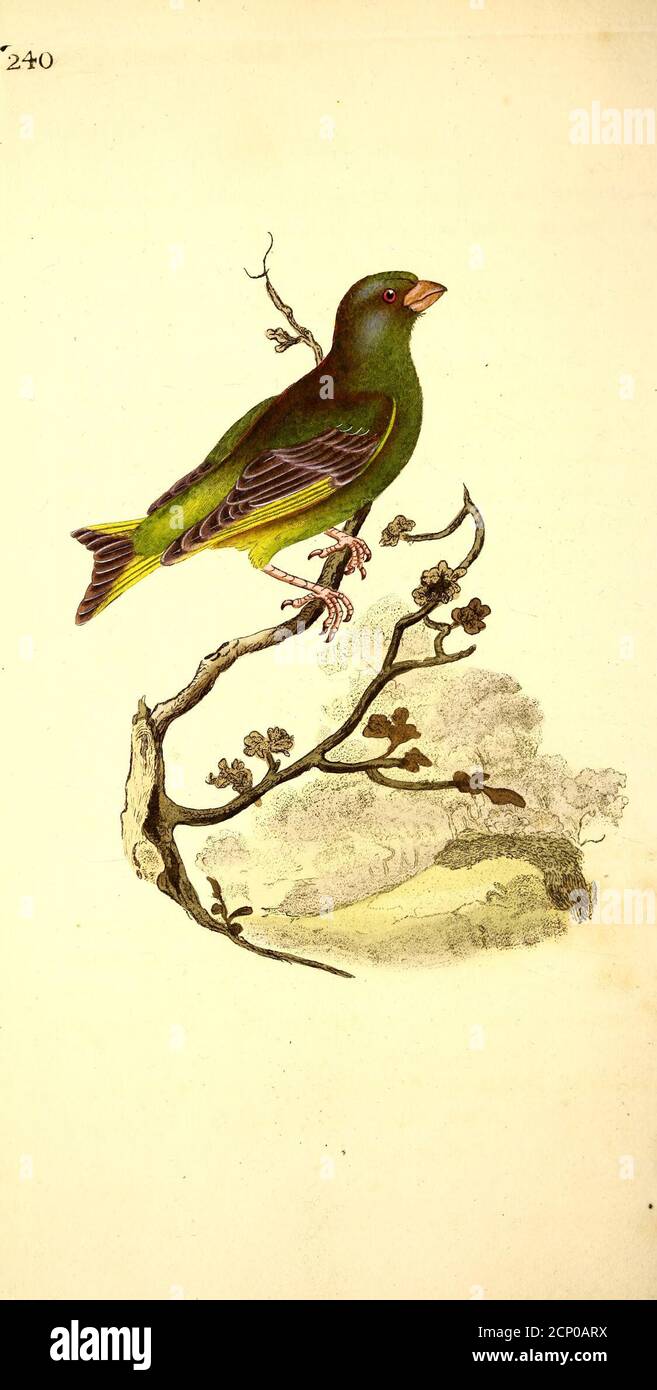 The natural history of British birds, or, A selection of the most rare,  beautiful and interesting birds which inhabit this country : the  descriptions from the Systema naturae of Linnaeus :