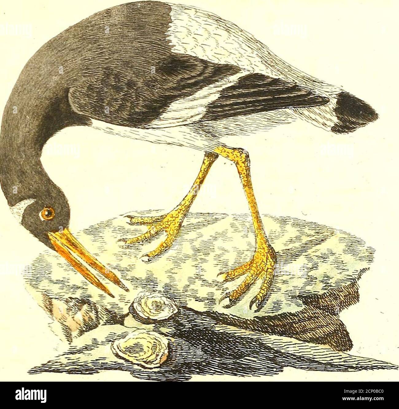 . A general history of birds . 1. Robert, pl. 22.Scolopax Pica, Scop. i. No. 135.Pica marina, JV. C. P«7r. iv. 425. Ostralega, sen Pica marina, Bris. v. 38. t. 3. f. 2. Id. 8vo. ii. 221. Klein, p. 23.LHuitrier, £«/. viii. 119. pl. 9. Pl. enl. 929.Die Meerelster, Bechst. Deutsch. iii. 226.Austermann, Wirs. Vog. t. 36. Austerfischer, Naturf. xiii. 219. Schmid, p. 110. t. 96.Pied Oyster-catcher, G&lt;?». Syn. v. 219. pl. 84. LV. Zoo/, ii. 213. pl. 74. Id./ol. 127. pl. D. 2. Id. 1812. ii. p. 112. pl. xix. Arct. Zoo/, ii. p. 406. Will. Engl. 297. Alb. i. pl. 7S. Cat. Car. i. pl. 85. Hayes, pl. 12. Stock Photo