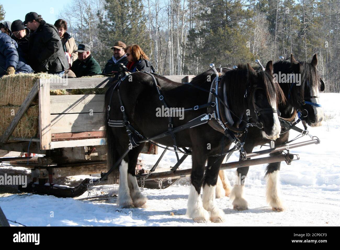 Horses pulling sleigh hires stock photography and images Alamy