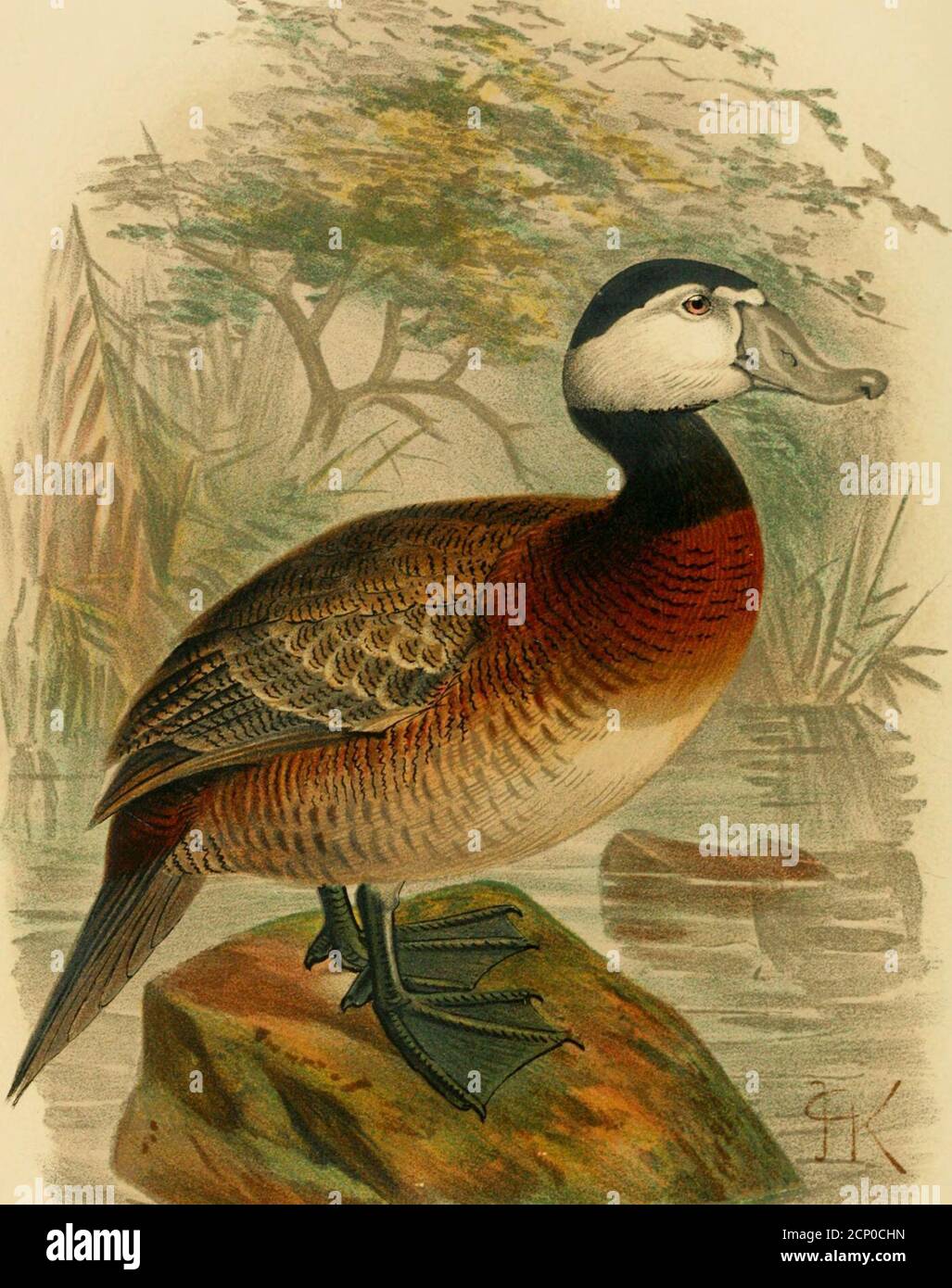 . The Indian ducks and their allies . )romin(nt. It is also more pointed at thesmaller end than in anv eoo- I have ever seen. Plate XXI1I.. THE WHITE-HEADED OR STIFF-TAIL DUCK ErismaLura. leucocephala. ^ Green, Chro-mo. ERISMATURA LEUCOCEPHALA. 255 Subfamily ERISMATURIXiE. The one great distinctive feature of this subfamily is the remarkabletail, of which the eighteen feathers are stiff and hard, very much as arethe feathers of a Woodpeckers tail. The subfamily contains four genera : Thalassiornis, confined to SouthAfrica : Jyomo7ii/.v to Tropical America ; Biziura, which is only found inAust Stock Photo