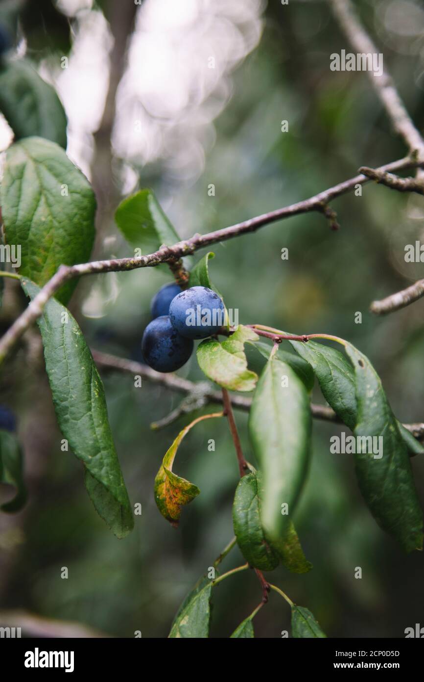 German acacia, hedge thorn, Prunus spinosa, sour plum, blackthorn, sloe, blackthorn, black thorn Stock Photo