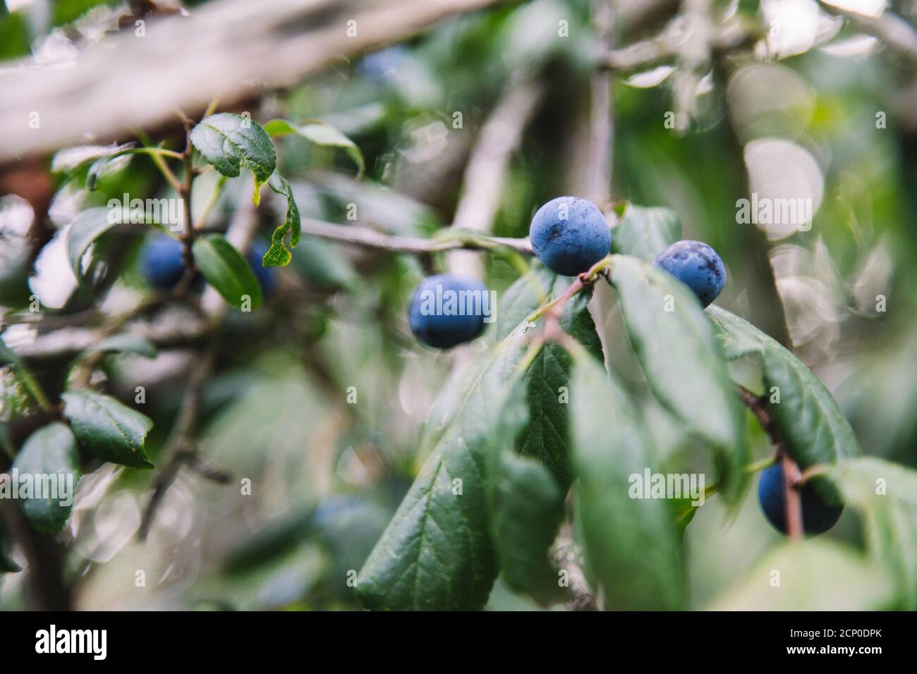 German acacia, hedge thorn, Prunus spinosa, sour plum, blackthorn, sloe, blackthorn, black thorn Stock Photo