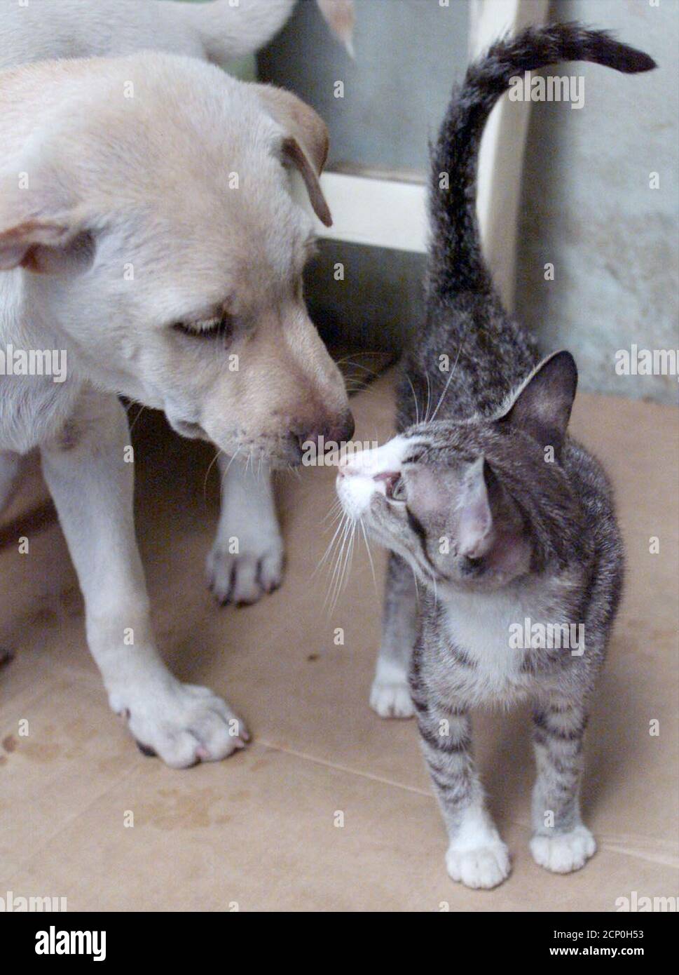 A cat and dog have a friendly encounter in the home of Thai animal lover Varaporn Seingsanan in Bangkok March 4, just two of dozens of domestic pets given shelter after being A cat and dog have a friendly encounter in the home of Thai animal lover Varaporn Seingsanan in Bangkok March 4, just two of dozens of domestic pets given shelter after being