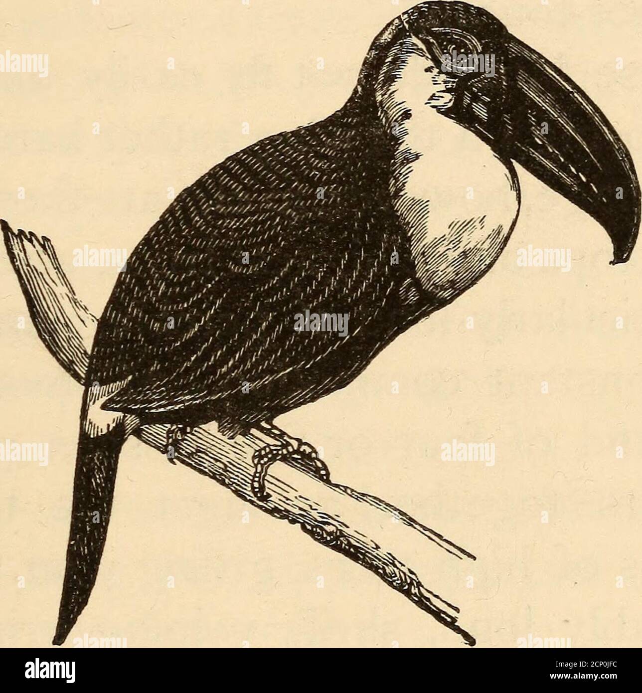 Birds and their ways; . , the Almightys will? CHAPTER XXIV. A GREAT DEAL OF BILL: THE TOUCAN. HERE, said Miss Harson, is some-thing that looks like an immensebill with a Birds and their ways; . , the Almightys will? CHAPTER XXIV. A GREAT DEAL OF BILL: THE TOUCAN. HERE, said Miss Harson, is some-thing that looks like an immensebill with a