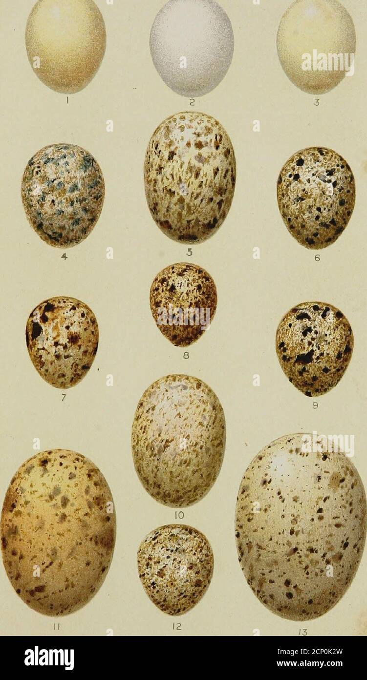 . Catalogue of the collection of birds's eggs in the British Museum (Natural History) . Galliformes. &lt;al Ejijivi Bht.Mus L VITJ. Hemipodii, Pteroclidiformes,columbiformes. Cat. E ggs Brit. Musi. Pl.K Stock Photo