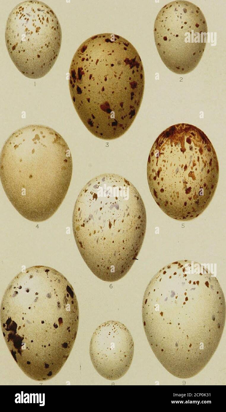 . Catalogue of the collection of birds's eggs in the British Museum (Natural History) . Hemipodii, Pteroclidiformes,columbiformes. Cat. E ggs Brit. Musi. Pl.K. , 8 n.GliaaVDlJ.piaslt TW.aiLiEi«JoG]dJj9i.SW&iili Ralliformes. 1 Cal. KgJs Bnt. Mus. 1. Pi.X Stock Photo