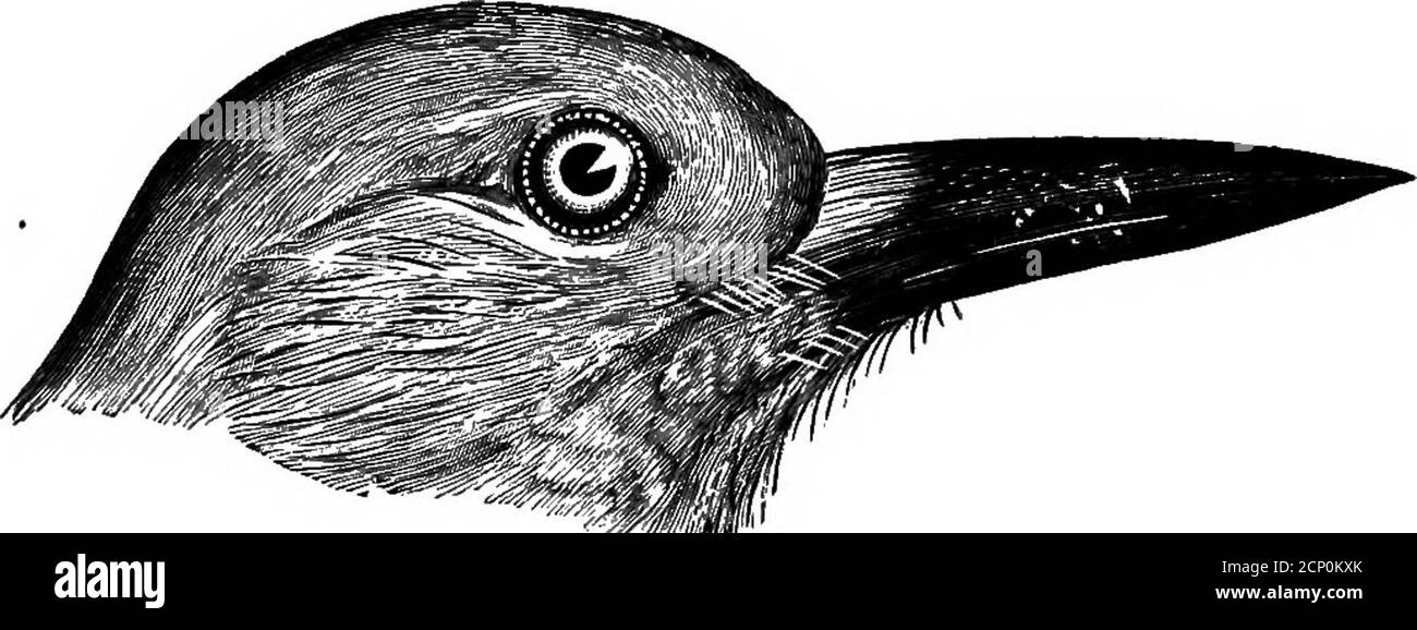 American Crow Nest Black And White Stock Photos Images Alamy