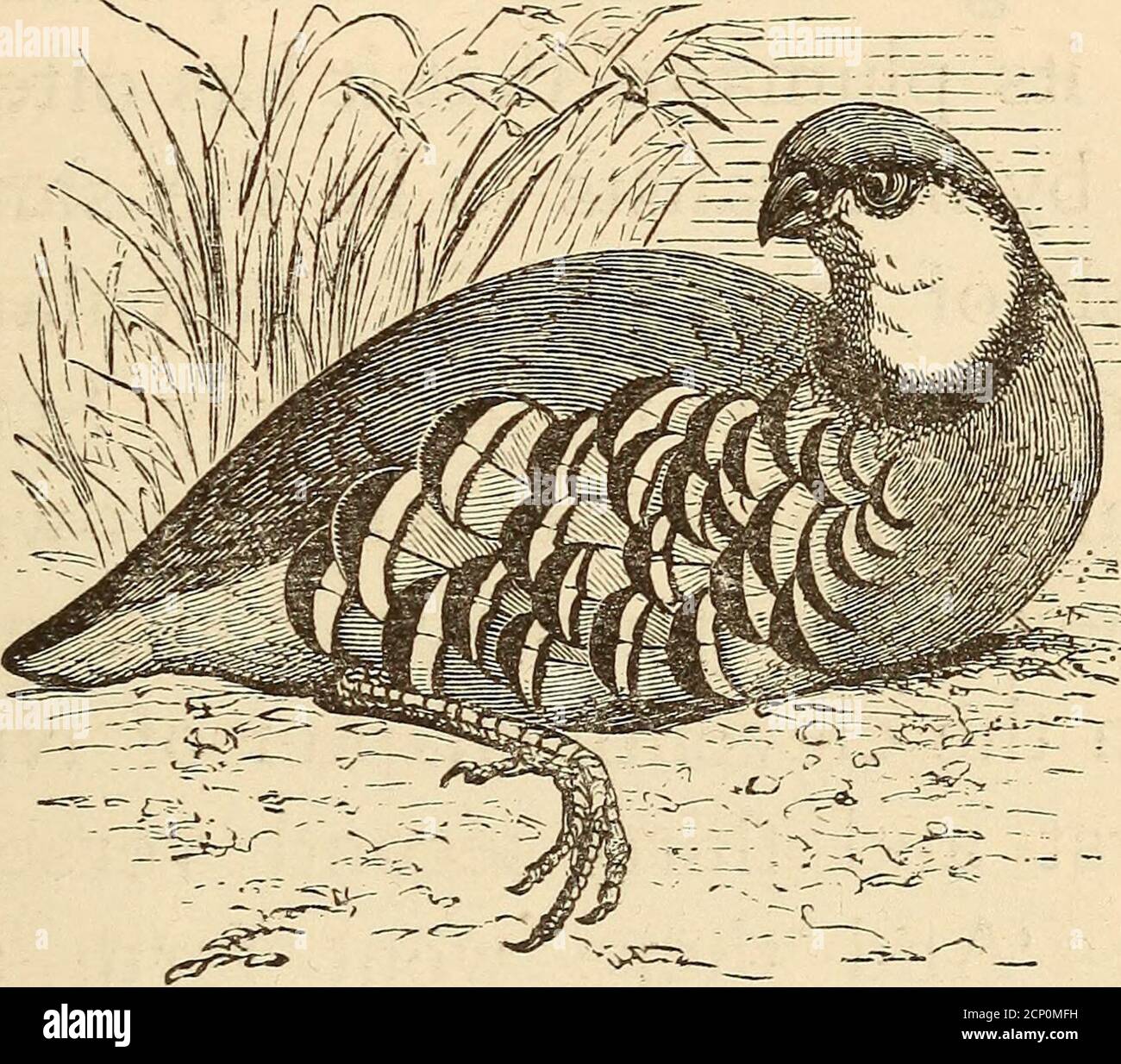 Pairof birds hi-res stock photography and images - Alamy