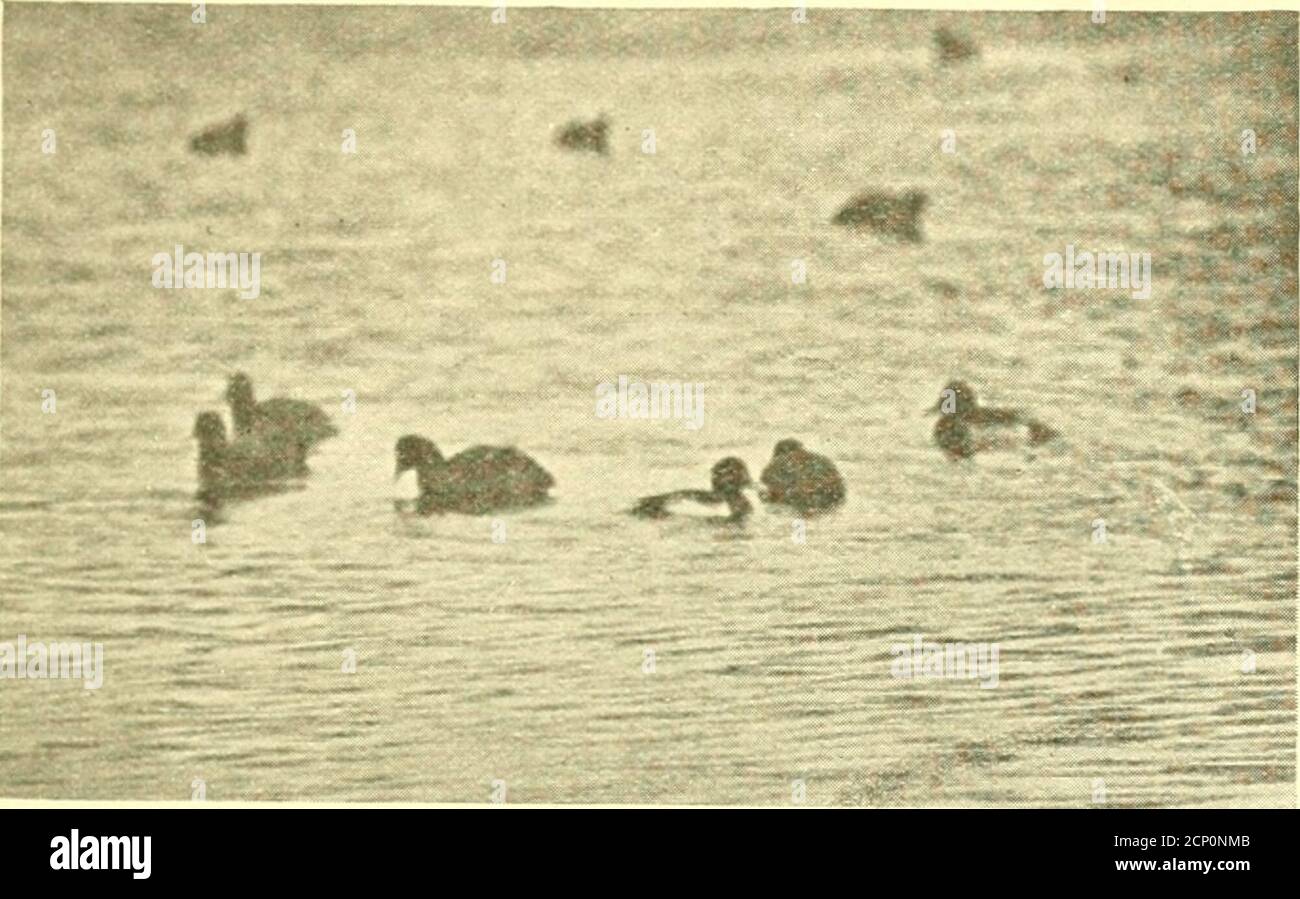 . British birds . were a httle shy of the hide, especiallythe Tufted Ducks, and with the exception of one Little Grebe,rarely ventured nearer than 50 feet. Even with the aid ofa 17 telecentric lens the image on the plate at such a distancewas very small, and we got no good results that day. TheLittle Grebe mentioned, came within six feet of us, and wasobserved to be catching and eating small fish. Photographically, our next visit, made on December 12th,was the most successful. A strong and bitterly cold eastwind was blowing. We had added to the disguise of our hide and were ensconced therein w Stock Photo