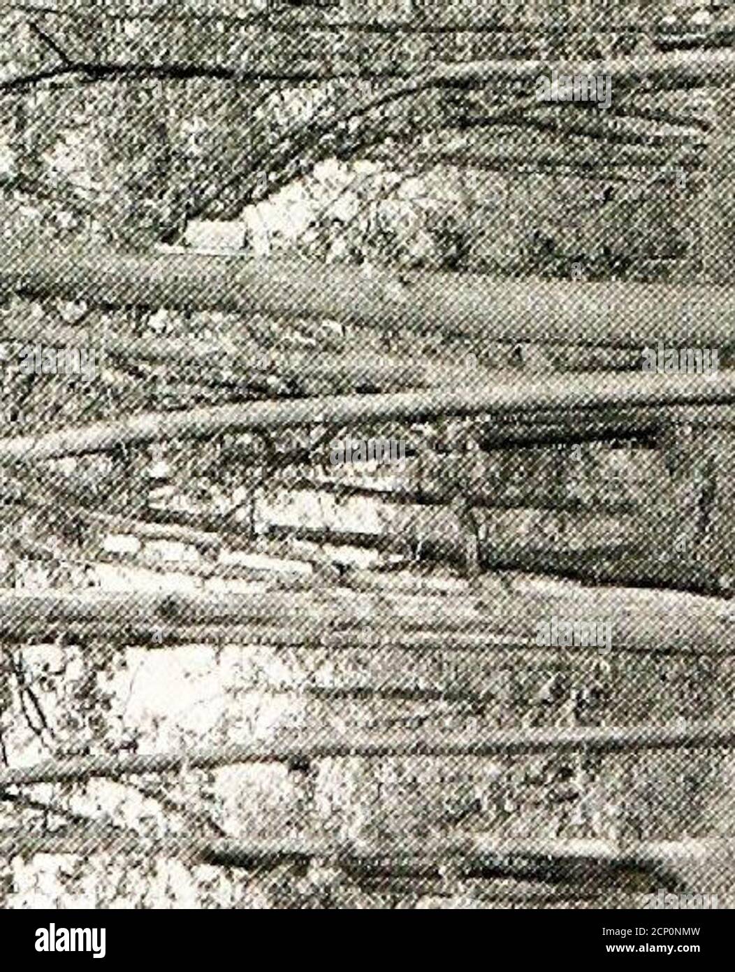 Common Birds Of Town And Country Jsj J Iisj S S Z O 8 O I U Dj 1 C Cj Ft I Gt Gt O Lt Si