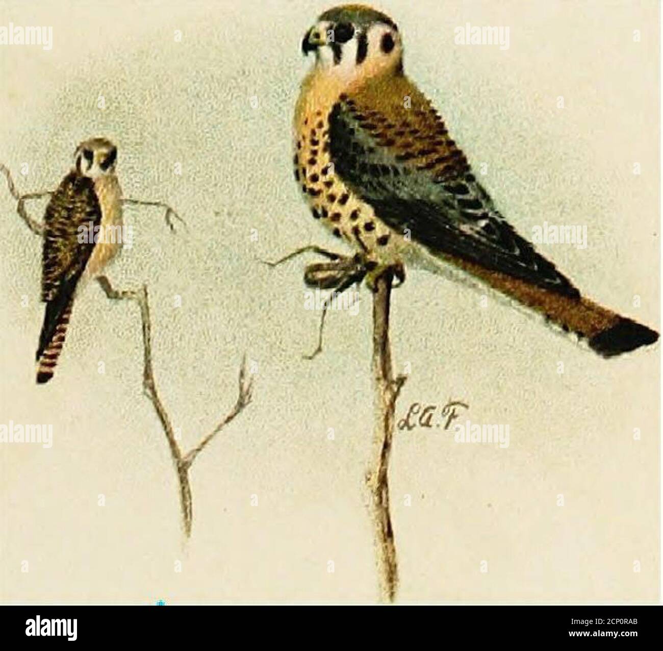 Common Birds Of Town And Country 6q2 Sparrow Hawk Falco Spar Verius Length About 10 Inches Thisia One Of The Best Known Andhandsomest As Well As The Small Est Of North American