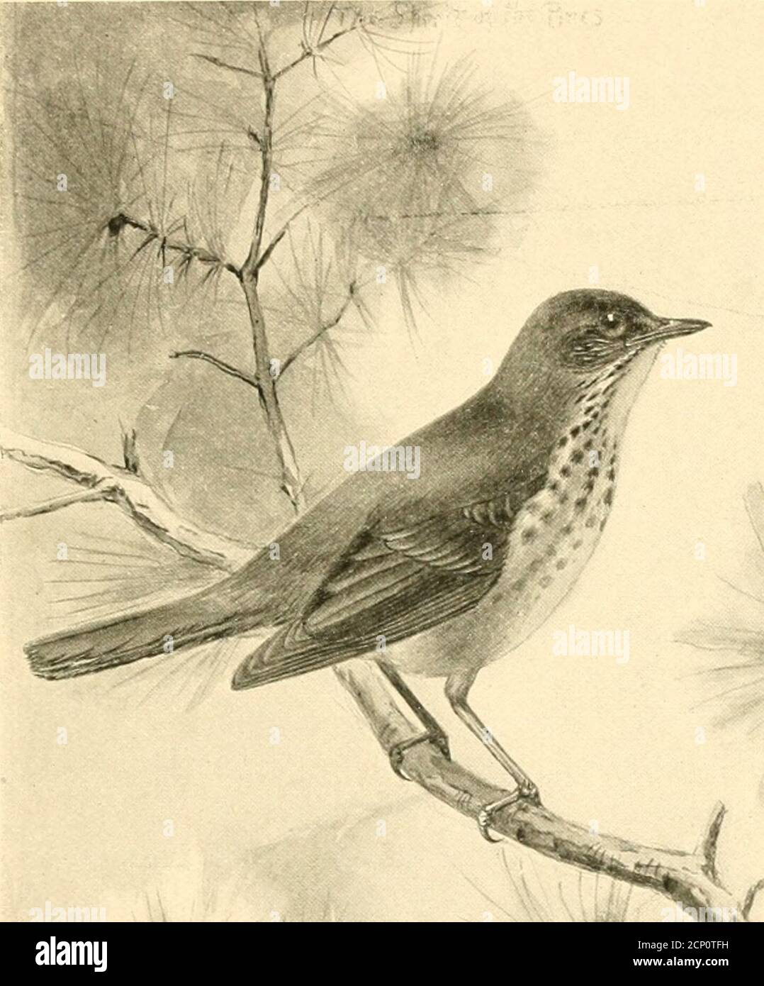 . Bird-life; a guide to the study of our common birds . r between April 5 and May 10, and in the fall wesee it from October 15 to November 25, while occasion-ally it may winter. During its migrations the Hermit Thrush usually fre-quents woodlands, where it may often be seen on or nearthe ground. Like the Yeery, it is a ground-nester, andits eggs, though slightly lighter in color, resemble thoseof the Veery and Wood Thrush in being jDlain, bluishgreen. When alighting, the Hermit has a characteristichabit of gently raising and lowering its tail, and at thesame time uttering a low c/nu-L Sometime Stock Photo