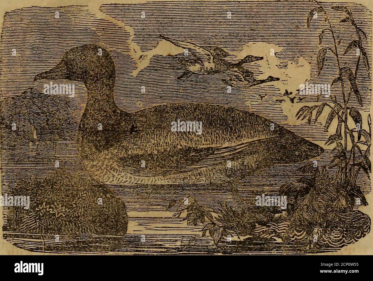 A Book Of Ornithology For Youth Embracing Descriptions Of The Most Interesting And Remarkable Birds In All Countries With Particular Notices Of American Birds This Bird Is About Twenty One Inches