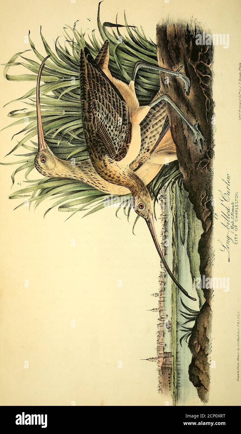 . The birds of America : from drawings made in the United States and their territories . indrical, slightly compressed, more or lessarcuate or decurved; upper mandible with the ridge broad and flattened atthe base, broad and rounded in the rest of its extent, a deep groove runningfrom the nostrils to near the tip, which is decurved, enlarged so as to forman oblong obtuse knob, projecting beyond the point of the lower mandible,the edges rounded; lower mandible similar in its curvature to the upper, itsangle extremely narrow, and extending to near the middle, the ridgerounded, the sides with a s Stock Photo