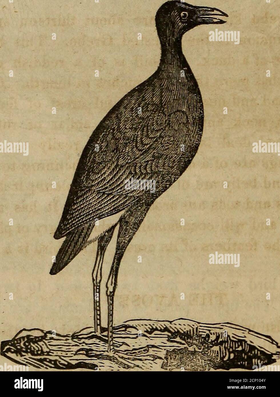 . A Book of ornithology, for youth. Embracing descriptions of the most interesting and remarkable birds in all countries, with particular notices of American birds . hanging down. THE COOT. This bird weighs from twenty-four to twenty-eightounces. The upper parts of its plumage are black, thelower parts white. It is found in large streams remotefrom mankind, where it makes a nest of weeds, and laysit among the reeds, floating on the surface, rising andfalling with the water. The reeds among which it isbuilt keep it fast, so that it is seldom washed into the mid-dle of the stream. But when this Stock Photo