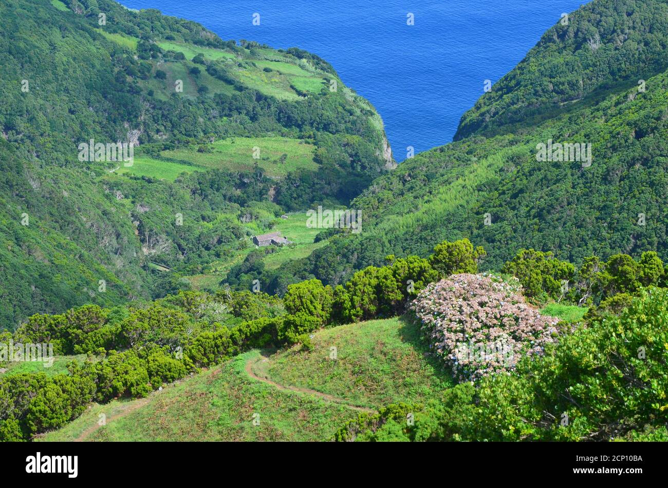 Laurisilva forest in Sao Jorge island, Azores archipelago, Portugal Stock Photo