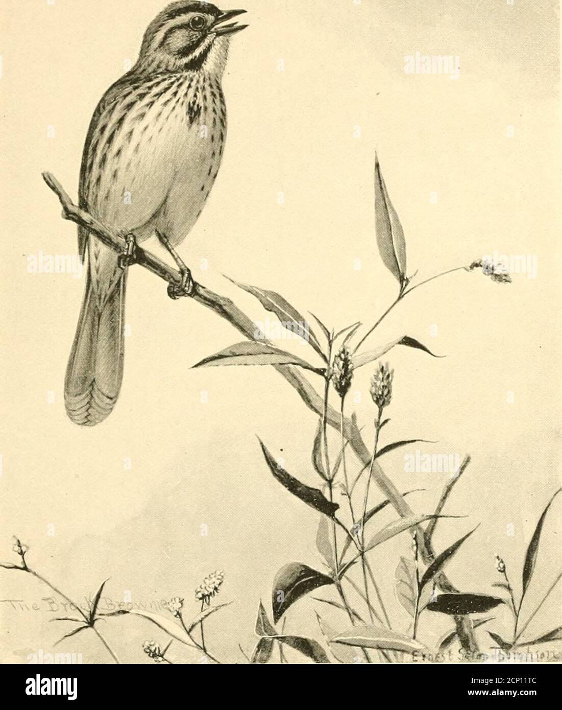 . Bird-life; a guide to the study of our common birds . re, andnot only do they incubate the e<j^g but they may attendto the demands of the young Cowbird at the expense oftheir own ofl^spring, who sometimes die of starvation.Even after leaving the nest the young parasite continuesits call for food, and when seeing a Maryland Yellow-throat, or some other small bird feeding a clumsy fledg-ling twice its size, one wonders it does not detect the de-ception. Tlie better we know birds the more stronglyare we impressed with their individuality. To one whohas no friends in feathers it seems pure fa Stock Photo