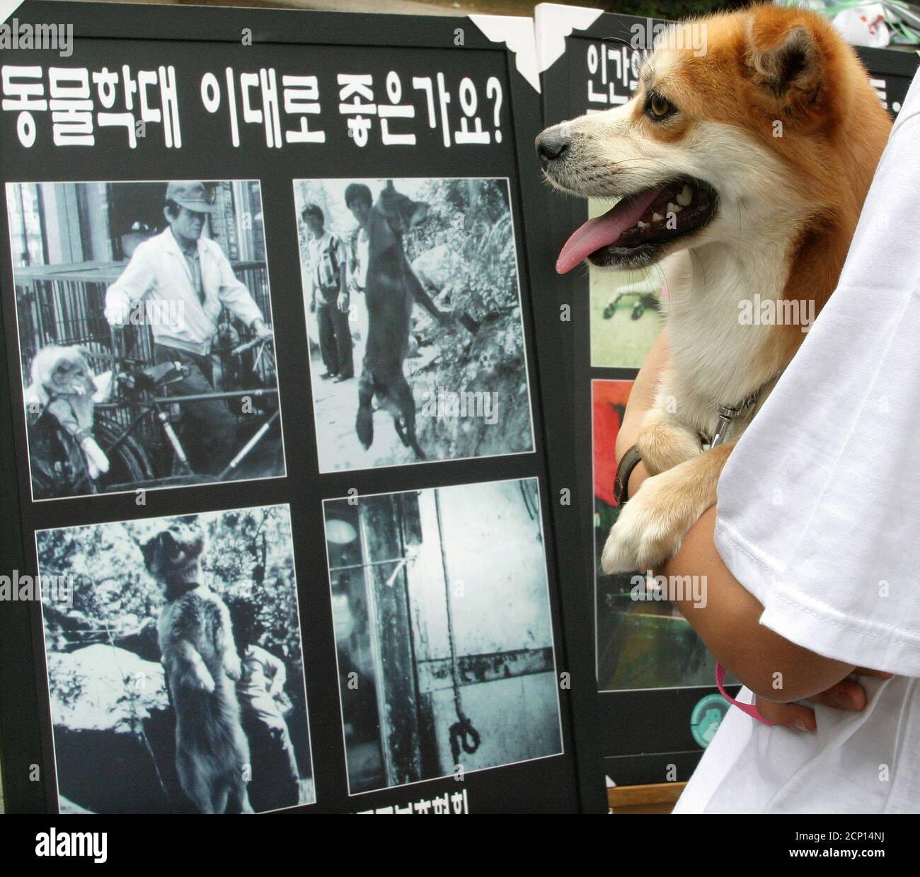 How Do You Stop Dogs From Killing Animals