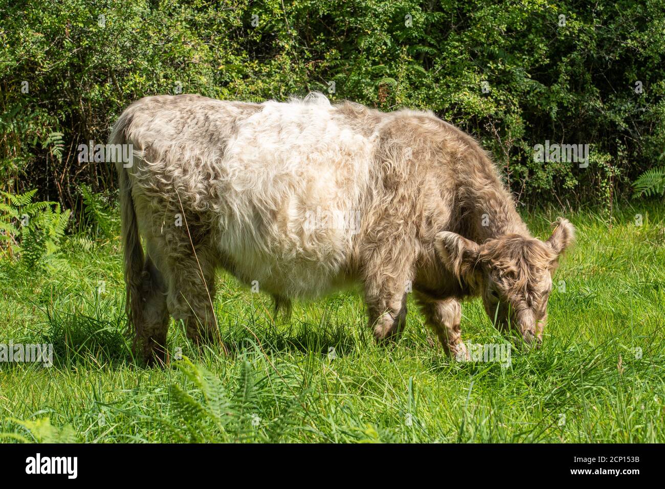 Belted galloway cattle, traditional Scottish hardy beef cattle breed with a white band round his middle, being used for habitat vegetation management Stock Photo
