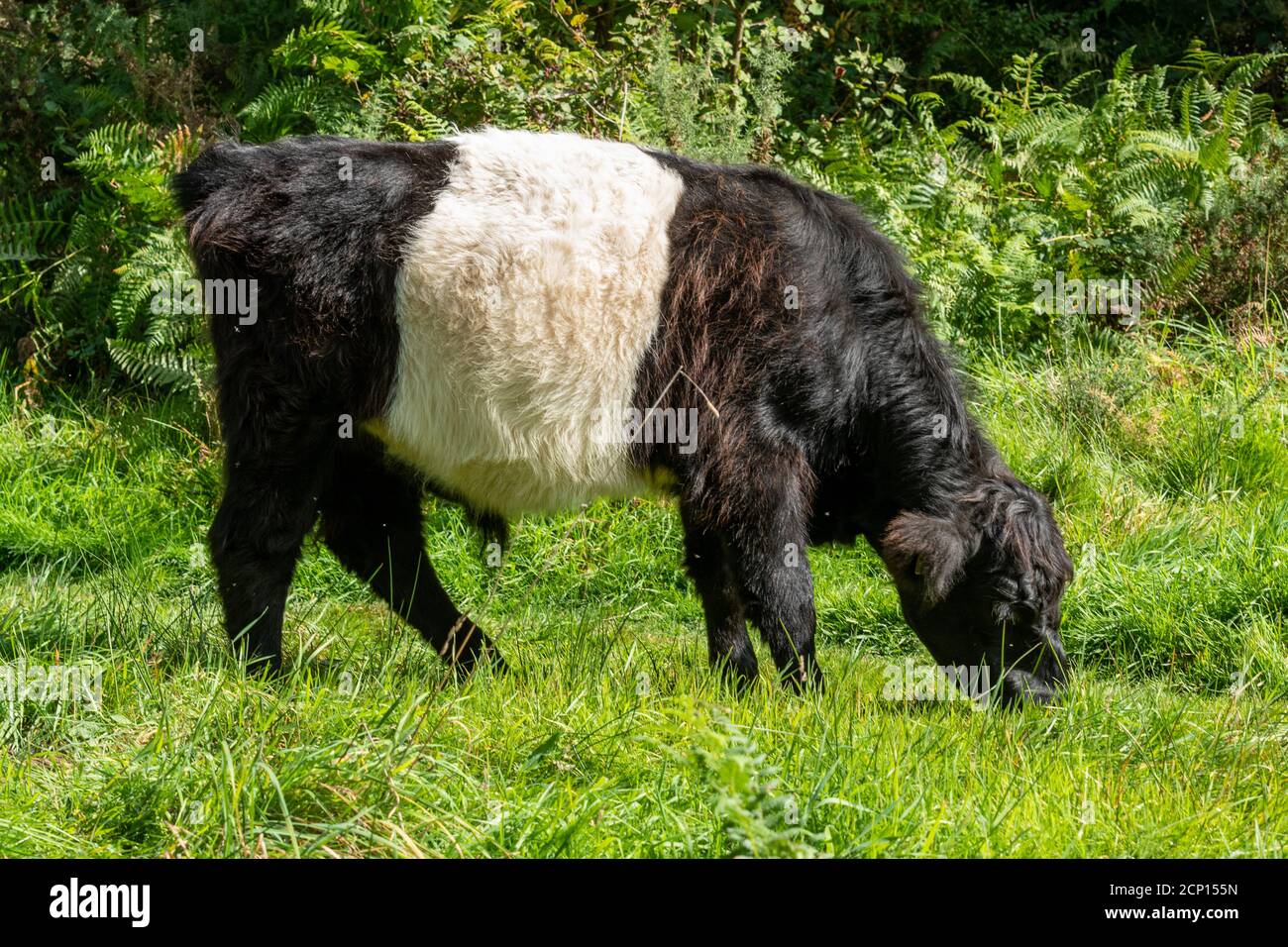 Belted galloway cattle, Scottish hardy beef cattle breed, black with a white band round his middle, being used for habitat vegetation management Stock Photo