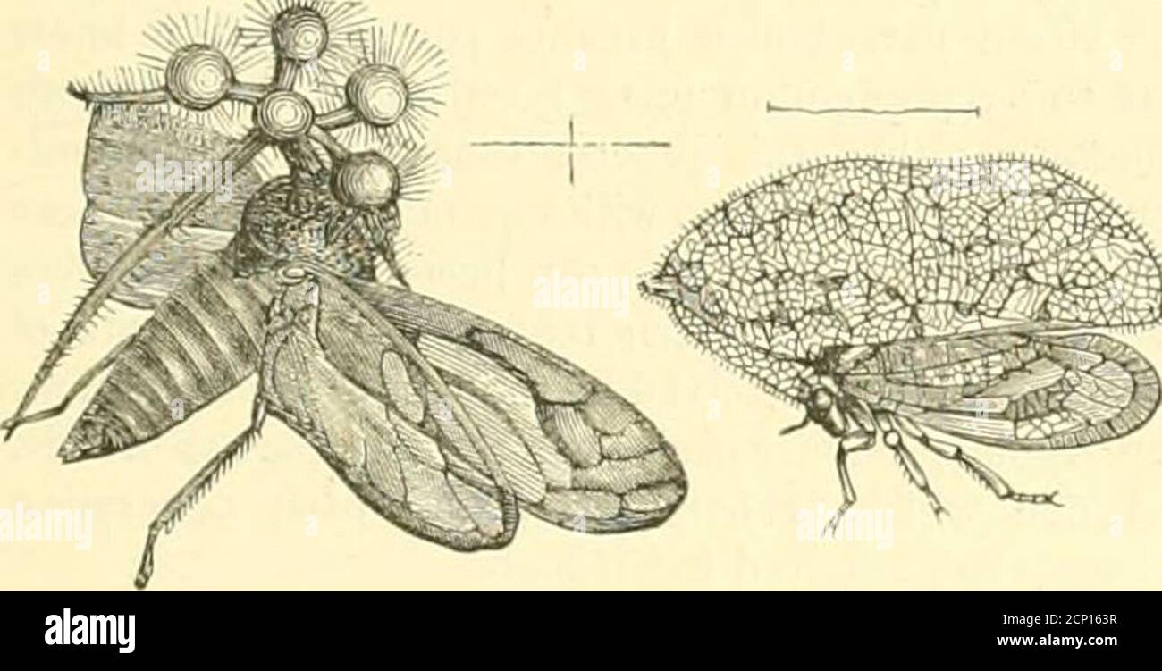 The museum of natural history, with introductory essay on the natural history of the primeval world : being a popular account of the structure, habits, and classification of the various departments The museum of natural history, with introductory essay on the natural history of the primeval world : being a popular account of the structure, habits, and classification of the various departments