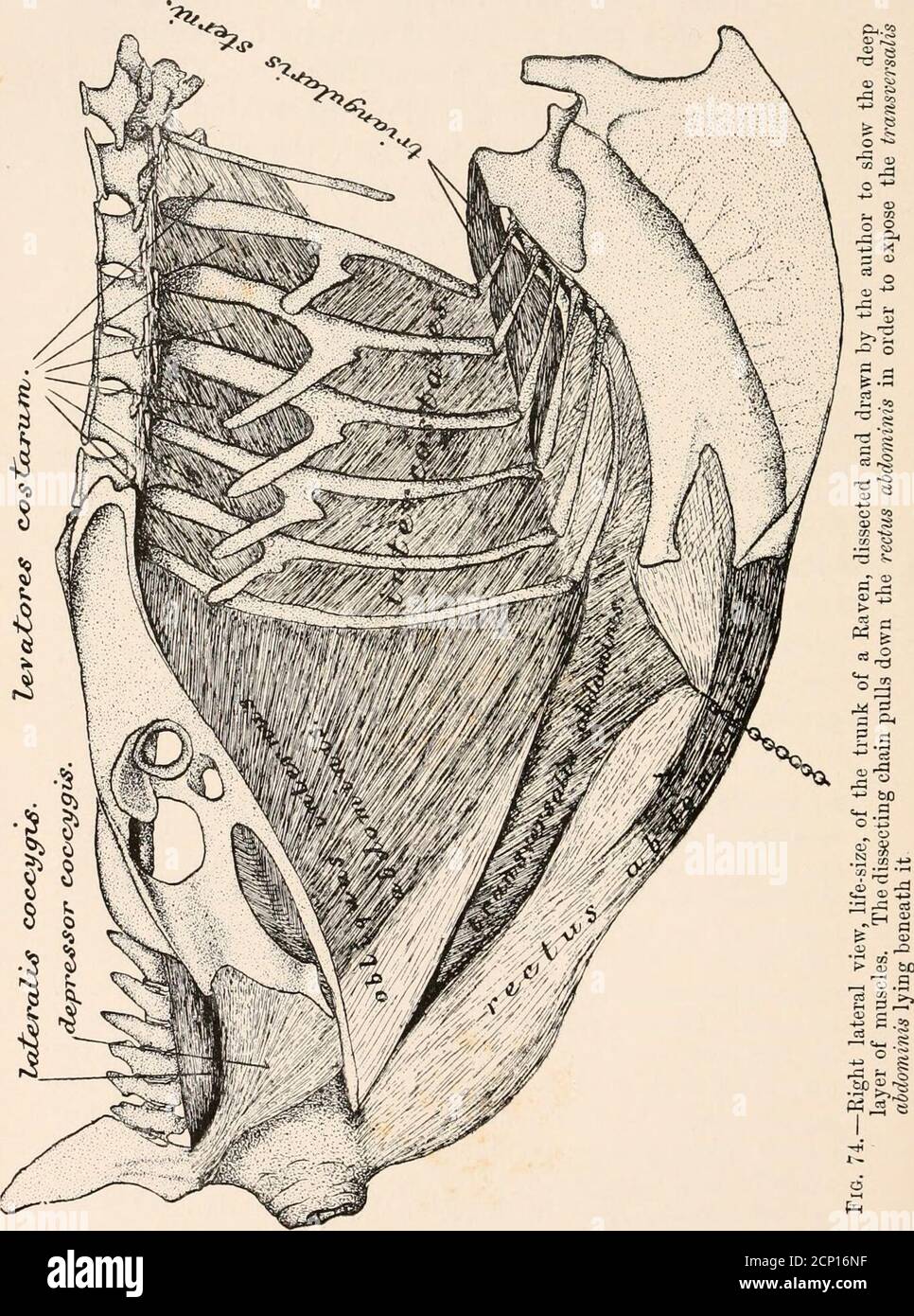 Quadratus lumborum muskel hires stock photography and images Alamy