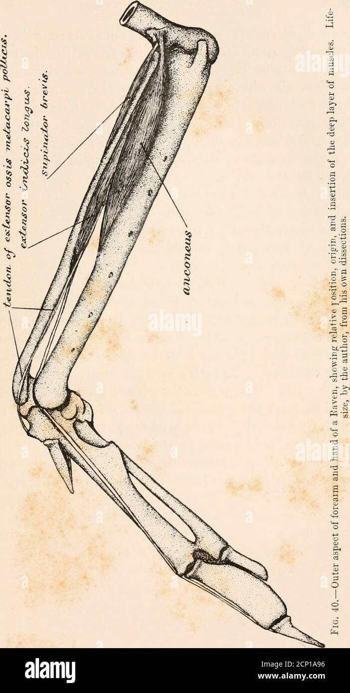 . The myology of the raven (Corvus corax sinuatus.) A guide to the study of the muscular system in birds . muscle, occupying rather more than the posteriorhalf of the under side of the forearm. From the an-terior apex of this muscle a powerful and subcylindricaltendon stretches directly to the back of the ulnare ossi-cle of the carpus, where it makes an extensive attach-ment. Just before reaching this ossicle the tendon ofthe flexor carpi ulnaris differentiates off a small tendi-nous slip, which, passing through a fibrous loop at theulnar side of the carpus, goes obliquely downwards tothe tend Stock Photo