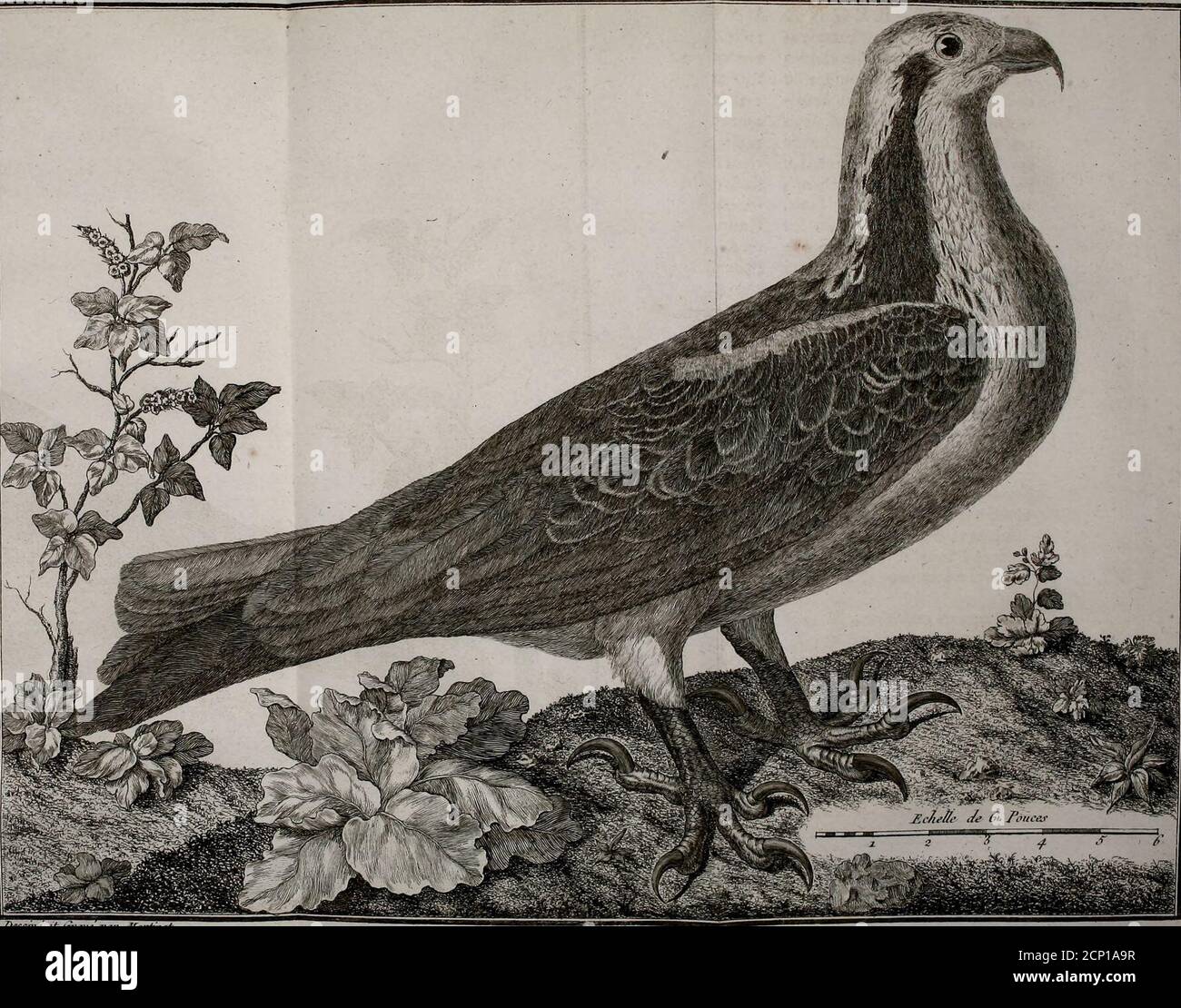 Ornithologie Ou Methode Contenant La Division Des Oiseaux En Ordres Sections Genres Especes Leurs Varietes A Laquelle On A Joint Une Description Exacte De Chaque Espece Avec Les Citations