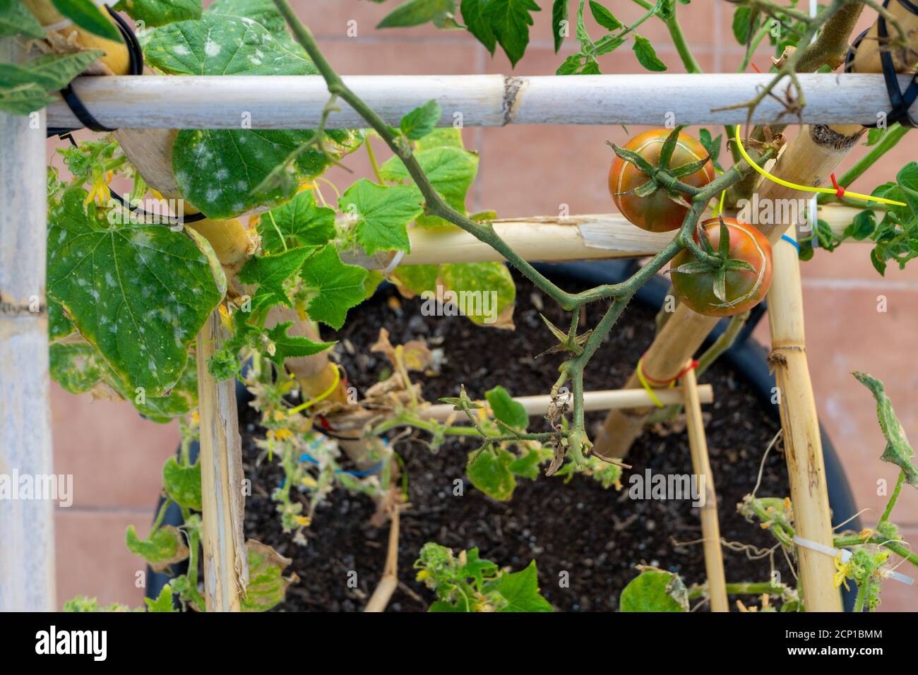 View of diseased cucumber plants with white spots on the leaves and