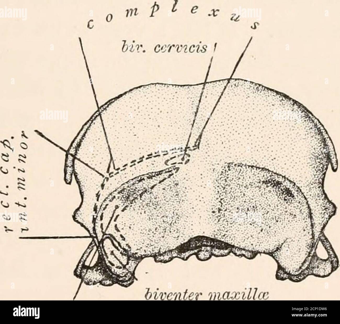 . The myology of the raven (Corvus corax sinuatus.) A guide to the study of the muscular system in birds . nbehind. It arises above from two points, viz: the ridgebounding the hinder part of the osseous ear, and secondlythe depression to its mesial side. The two heads almostimmediately blend as they pass downwards and forwards,as a curved fleshy mass, to become inserted into theposterior aspect of the articular end of the mandible,including the angle (Figs. 4 and 7). To study thismuscle properly it should be transversely divided acrossits belly at about its middle ; the two extremities may THE Stock Photo