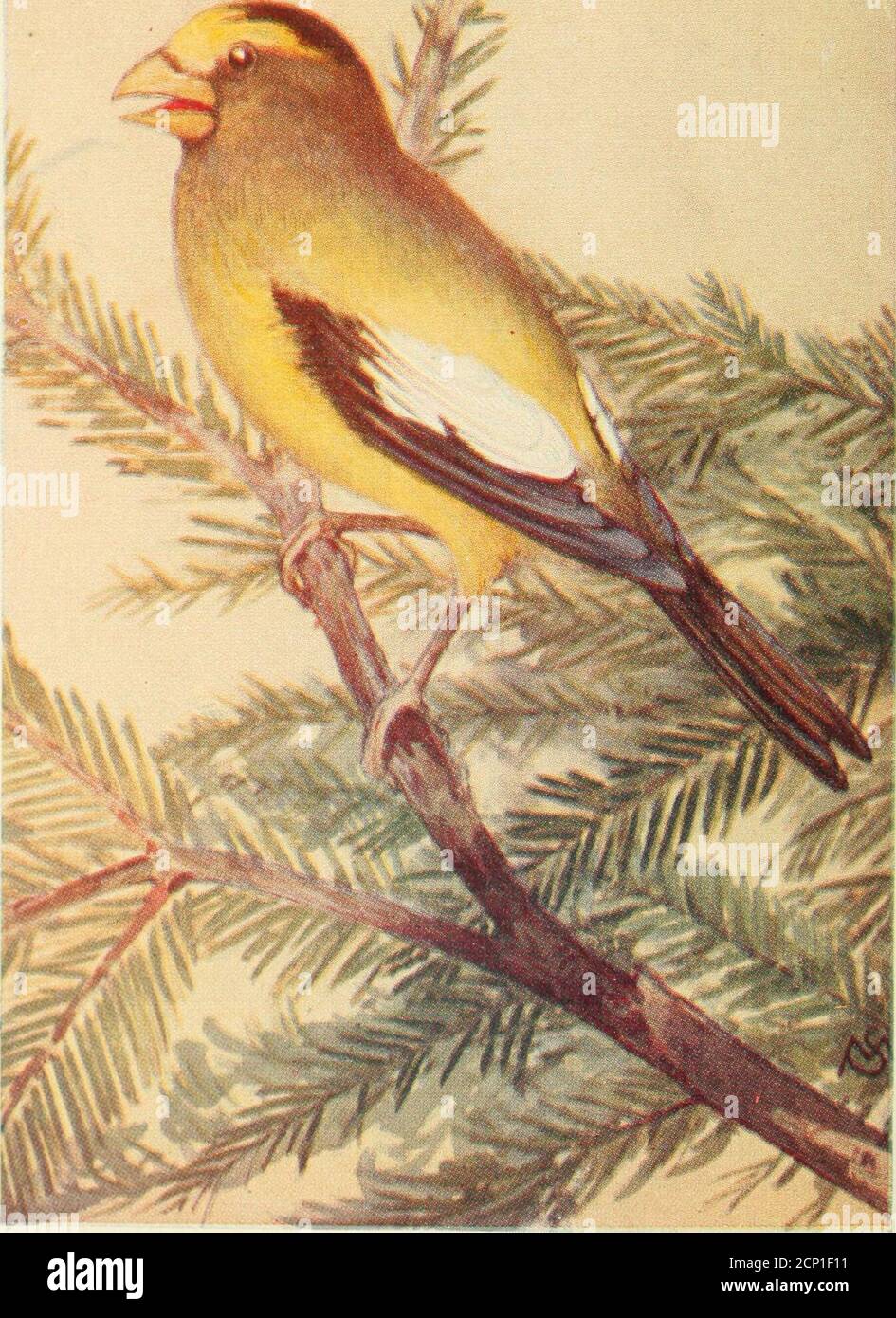 . Field book of wild birds and their music; a description of the character and music of birds, intended to assist in the identification of species common in the United States east of the Rocky Mountains . Evening Grosbeak 367 Stock Photo