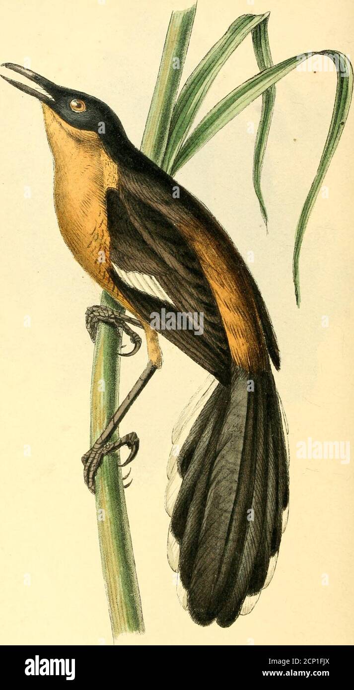 . Zoological illustrations, or, Original figures and descriptions of new, rare, or interesting animals, selected chiefly from the classes of ornithology, entomology, and conchology, and arranged according to their apparent affinities . e-cies are known by their dark coloured plumage. Malacono-ius, is, we believe, purely an African group, while most ofthe typical species, like the present, are cloathed in brightand beautiful colours. This elegant bird seems to be abundant in WesternAfrica, but is rare towards the Cape of Good Hope. HenceLe Vaillant had no opportunity of learning its peculiarman Stock Photo