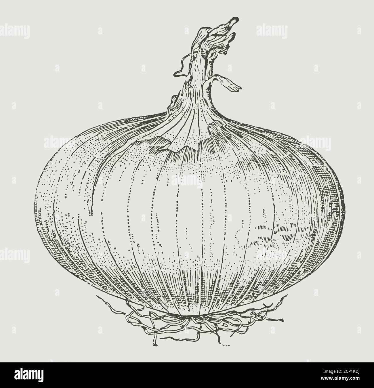 Onion plant drawing hires stock photography and images Alamy