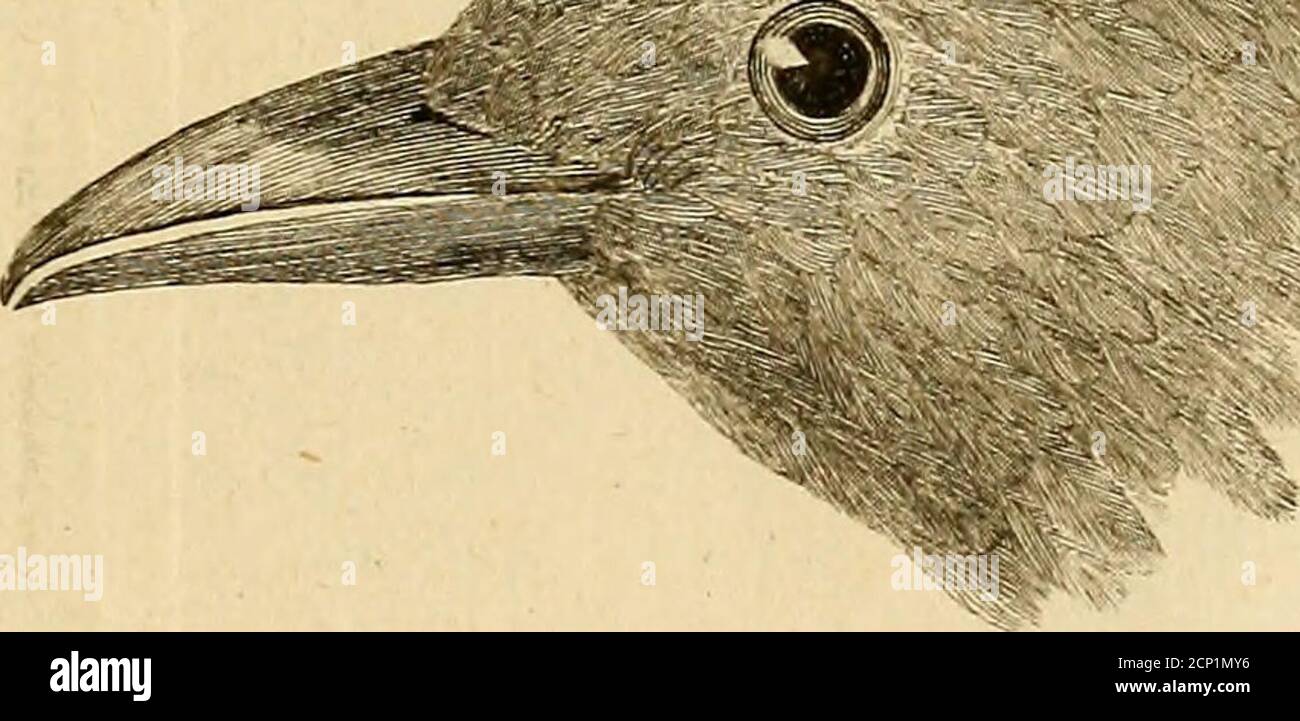 Ornithologie Ou Methode Contenant La Division Des Oiseaux En Ordres Sections Genres Especes Leurs Varietes A Laquelle On A Joint Une Description Exacte De Chaque Espece Avec Les Citations